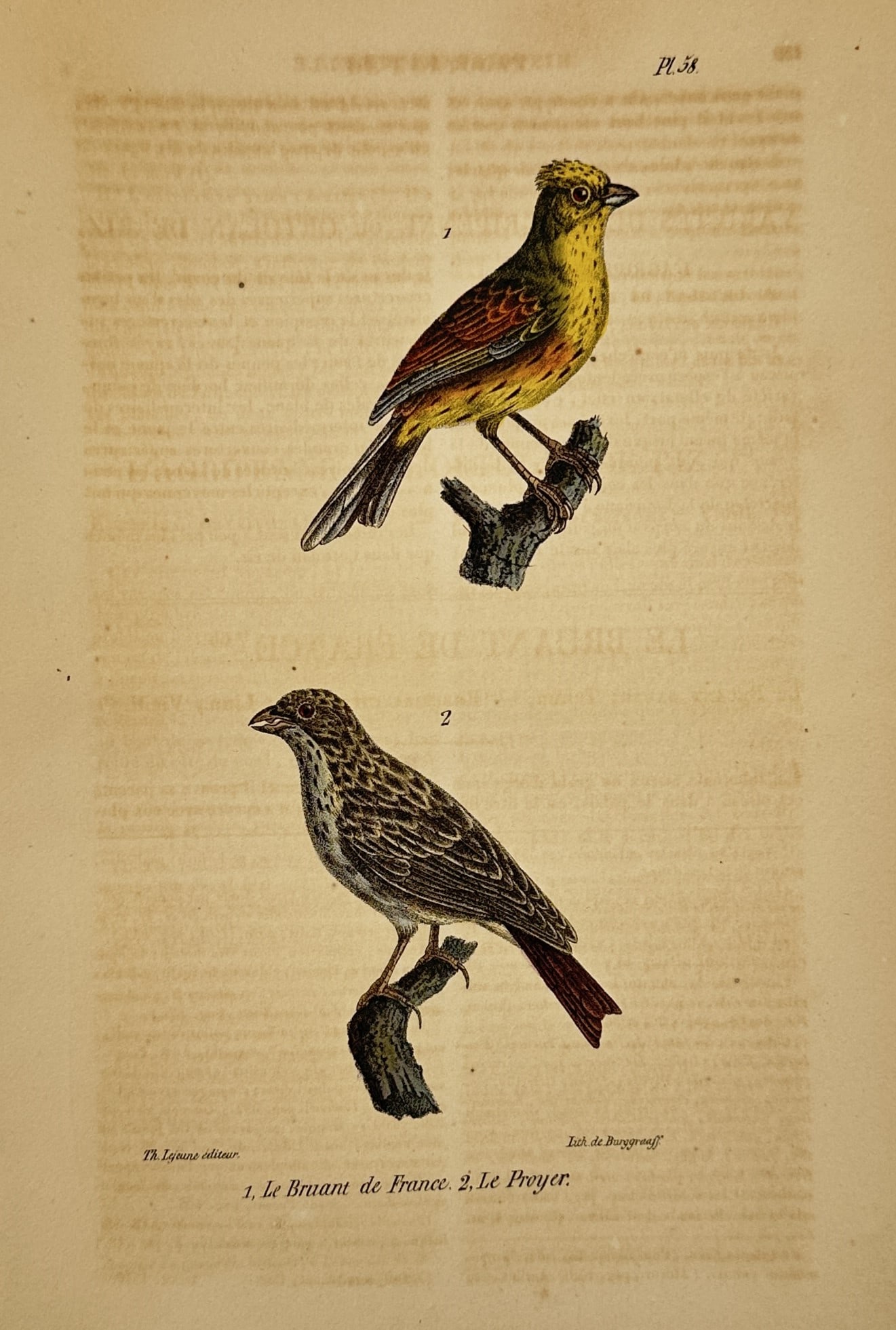 George-Louis Leclerc, Comte de Buffon – Ornithological Study of the Bunting and Corn Bunting (1 of 2)