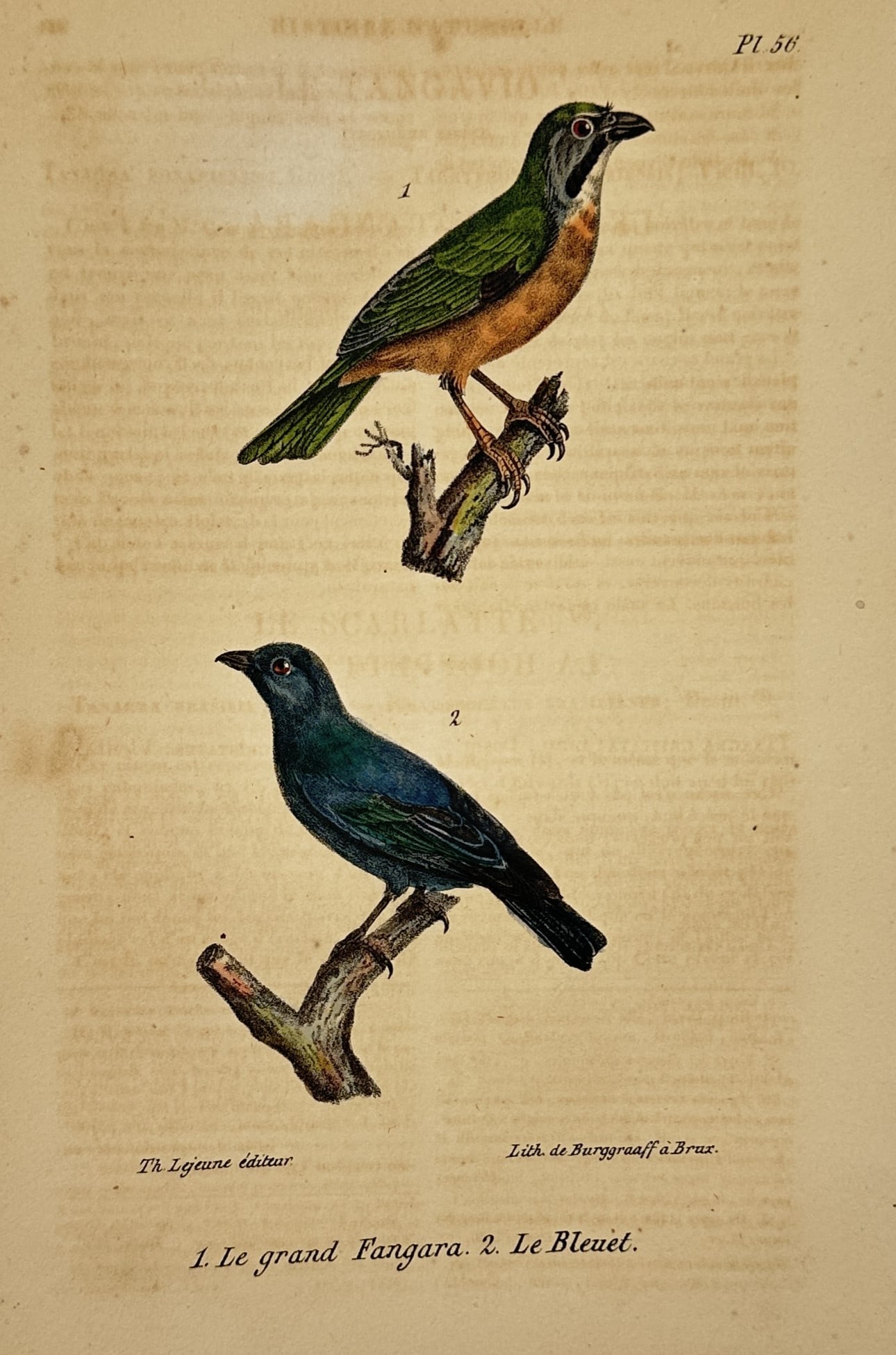 George-Louis Leclerc, Comte de Buffon – Ornithological Study of the Tanager and Bluebird (1 of 2)