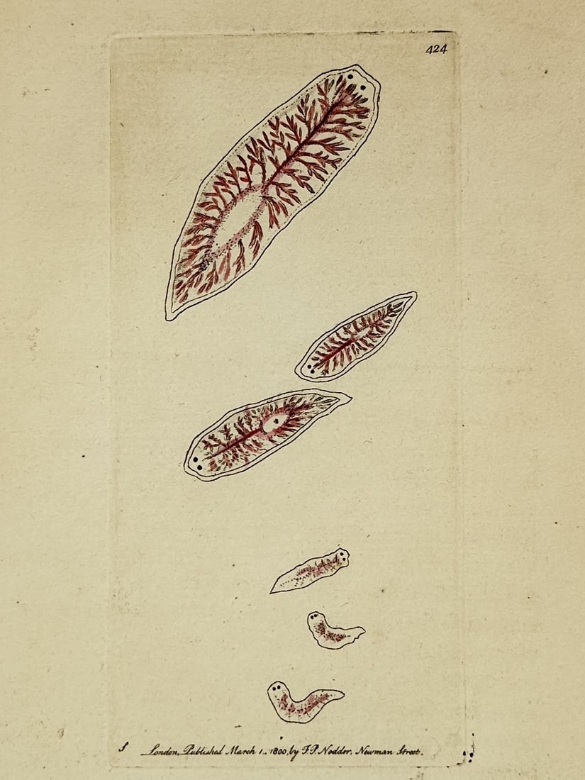 Frederick Polydore Nodder (active 1770–1800) – Biological Study of Liver Flukes: "Fasciola." This hand-coloured engraving illustrates various specimens of the liver fluke, a parasitic trematode, showing the organism in several stages of contraction and extension. The work provides