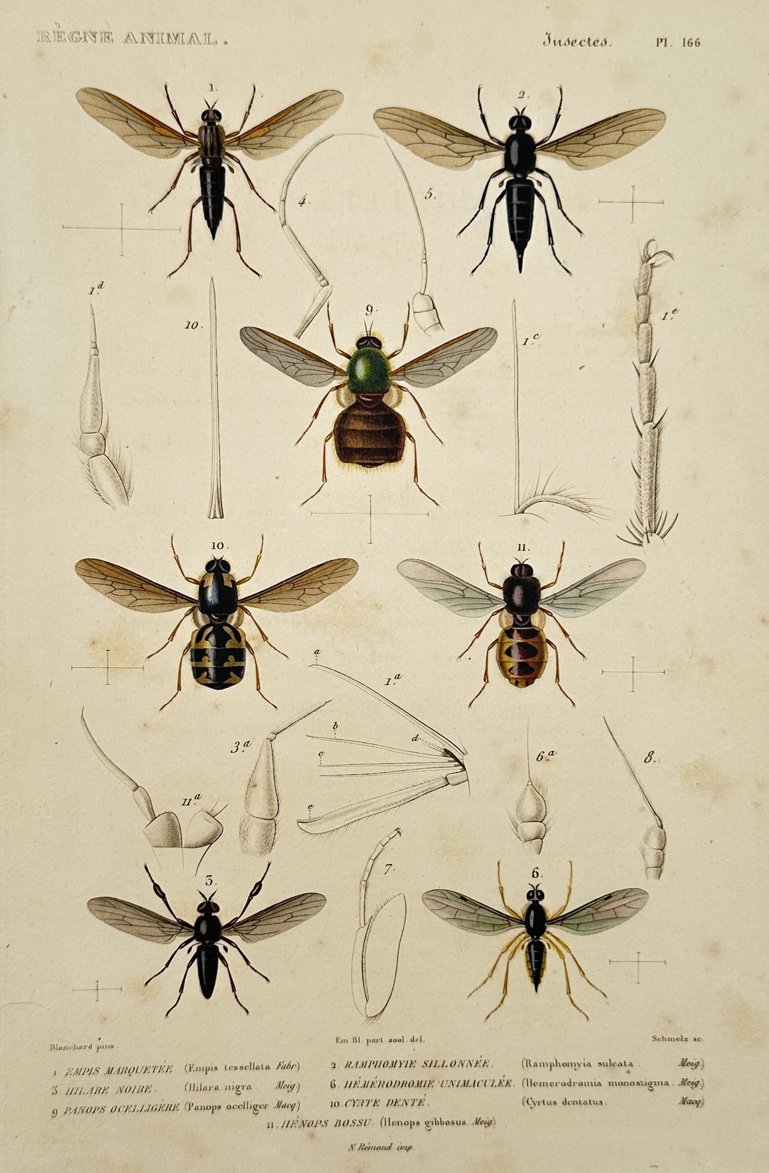 Georges Cuvier (1769–1832) – Entomological Study of Soldier Flies and Conopid Flies (1 of 2)