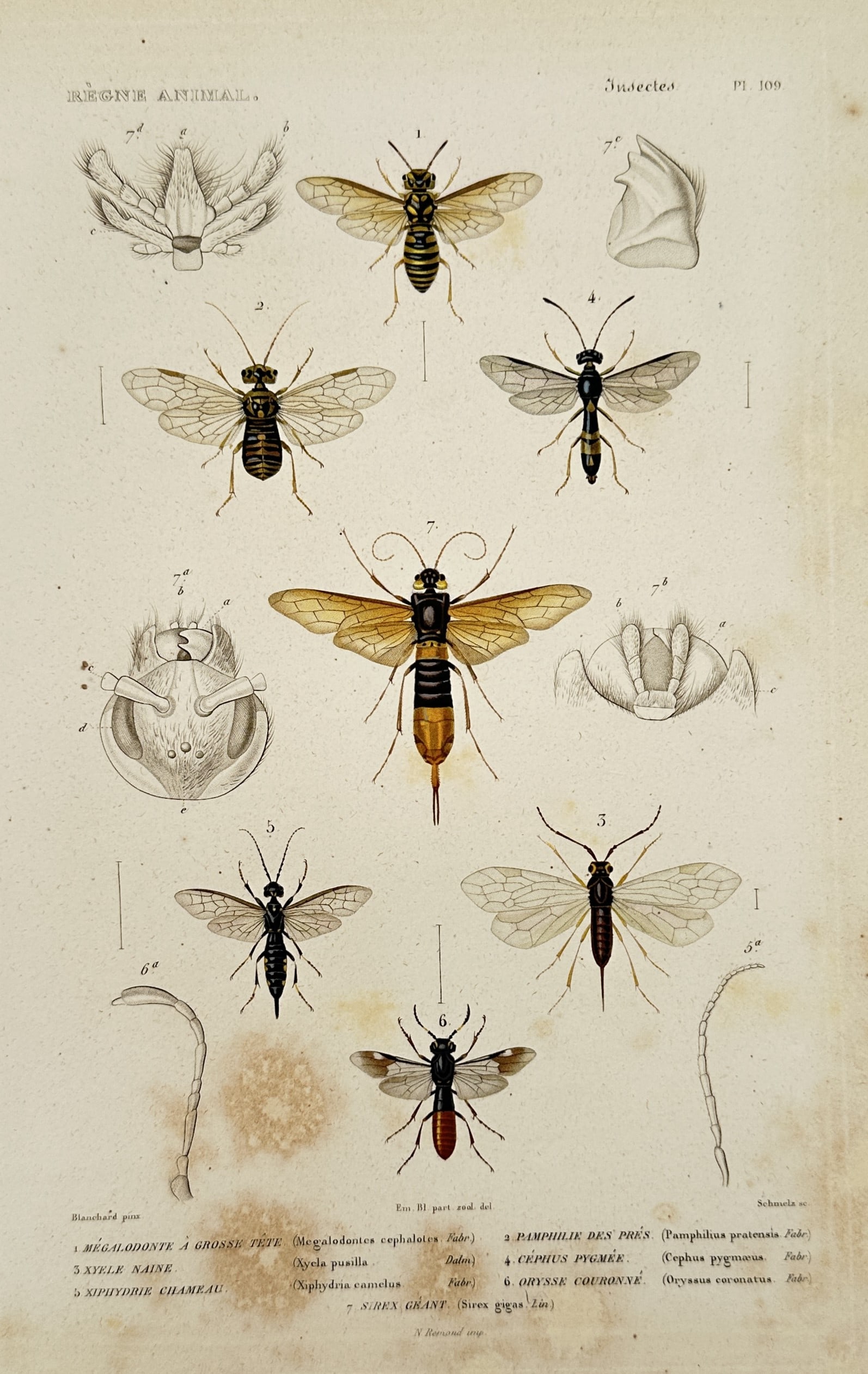 Georges Cuvier (1769–1832) – Entomological Study of Sawflies and Wood Wasps (1 of 2)