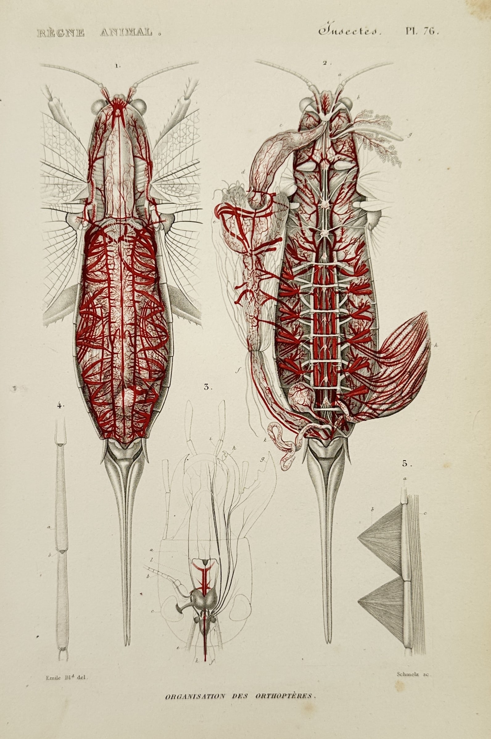Georges Cuvier (1769–1832) – Biological Study of Grasshopper Anatomy – Hand-coloured engraving: "Organisation des Orthoptères." This hand-coloured engraving presents a systematic anatomical study of the internal systems of an insect from the order Orthoptera, such as a grasshopper or locust. Th