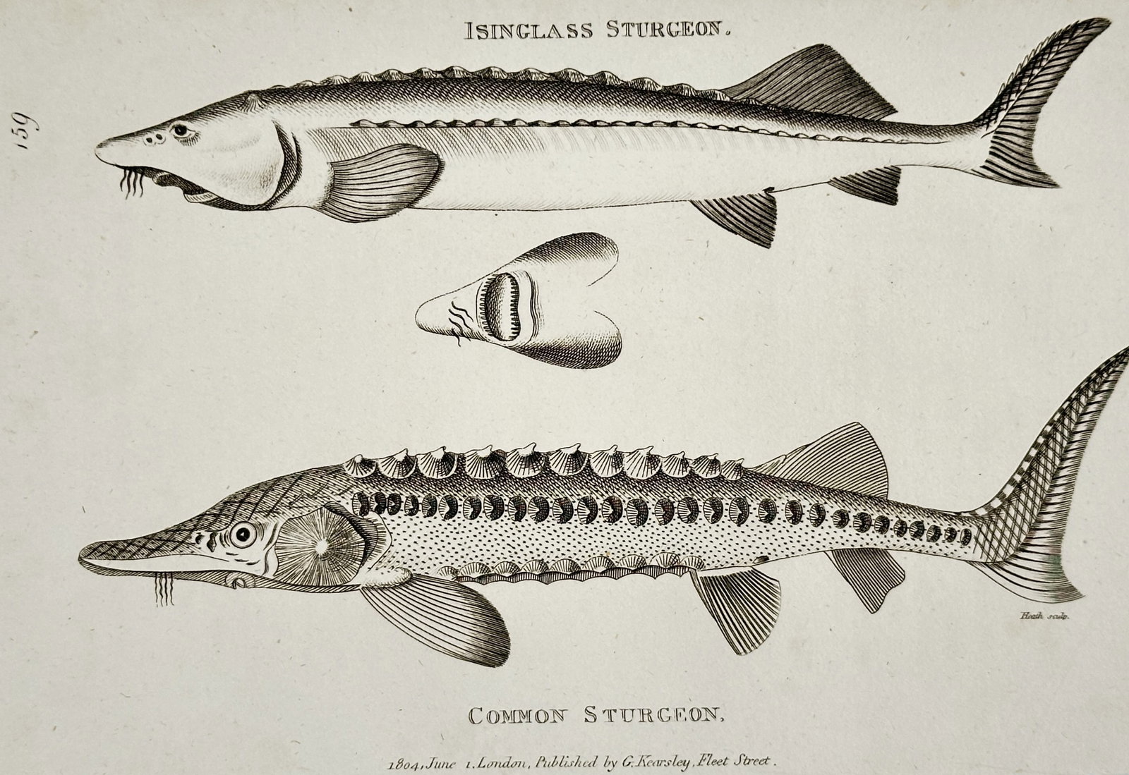 George Shaw (1751–1813) – Isinglass and Common Sturgeon – Engraving (1804): "Isinglass Sturgeon" and "Common Sturgeon" presents a natural history study of two species of the Acipenseridae family. The upper figure depicts the smooth-bodied Isinglass Sturgeon, while the lower f