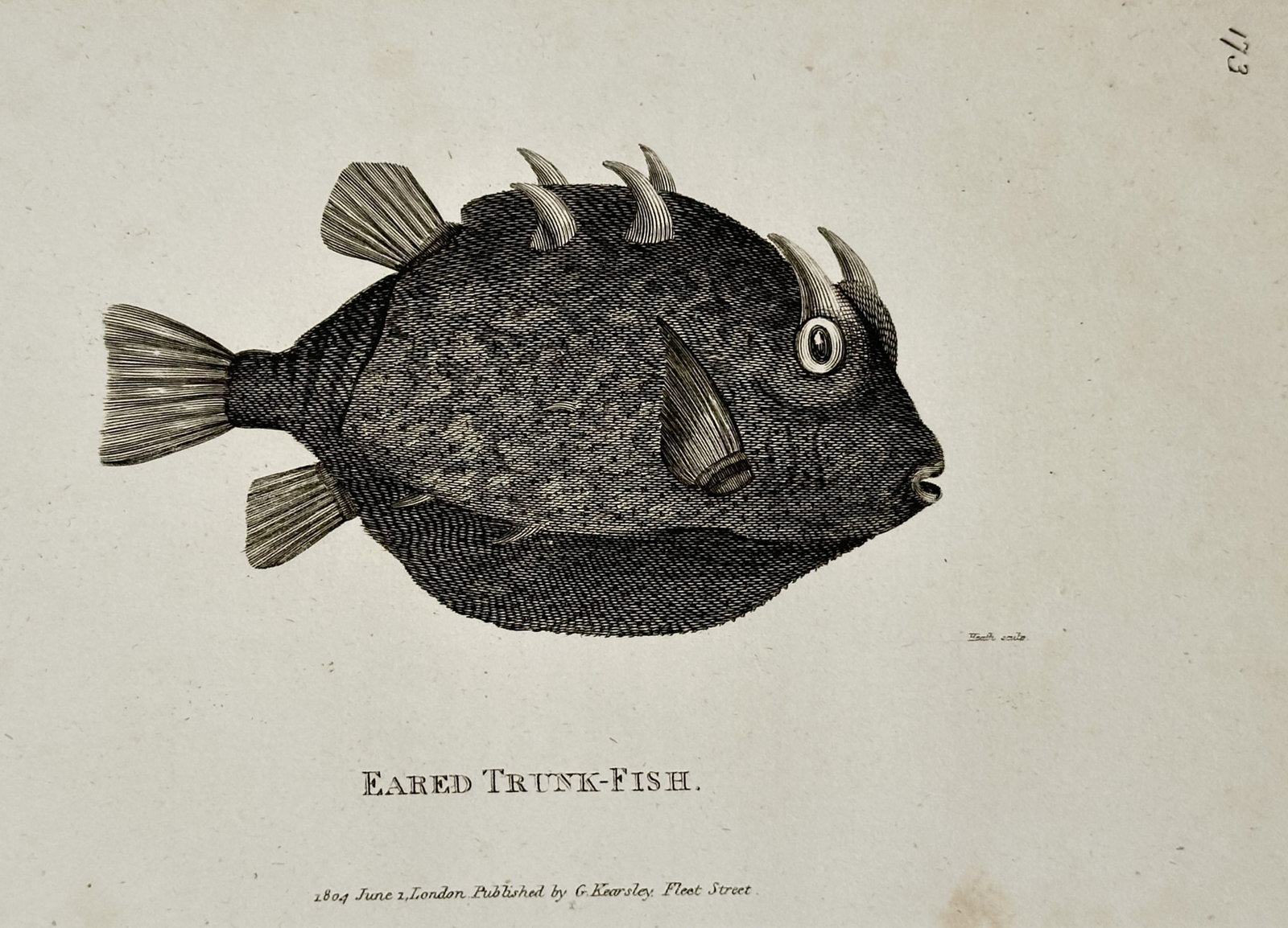 George Shaw (1751–1813) – Eared Trunk-Fish – Engraving (1804) (1 of 2)