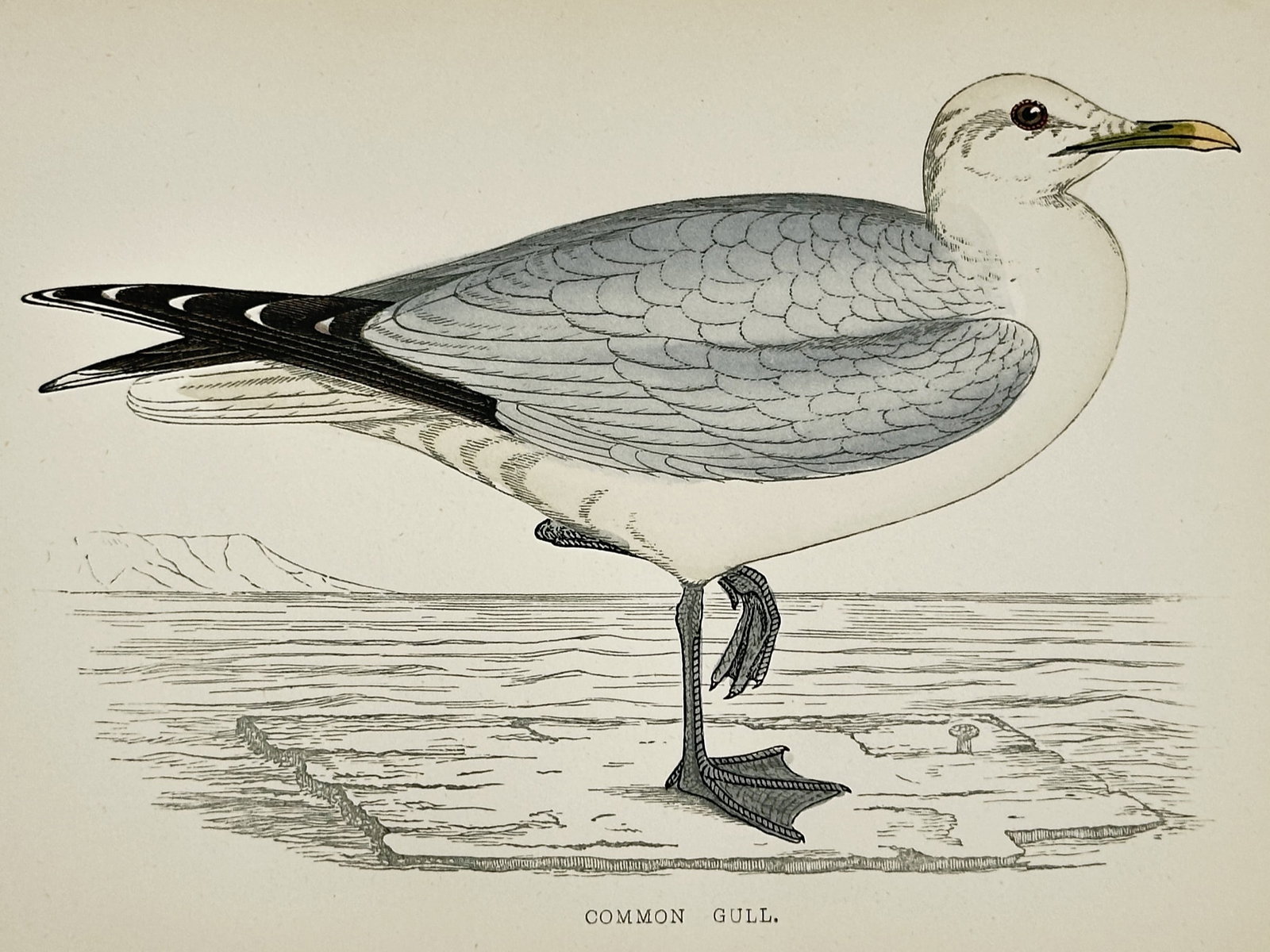 Francis Orpen Morris (1810–1893) – Common Gull – Hand-coloured engraving (1851) (1 of 2)