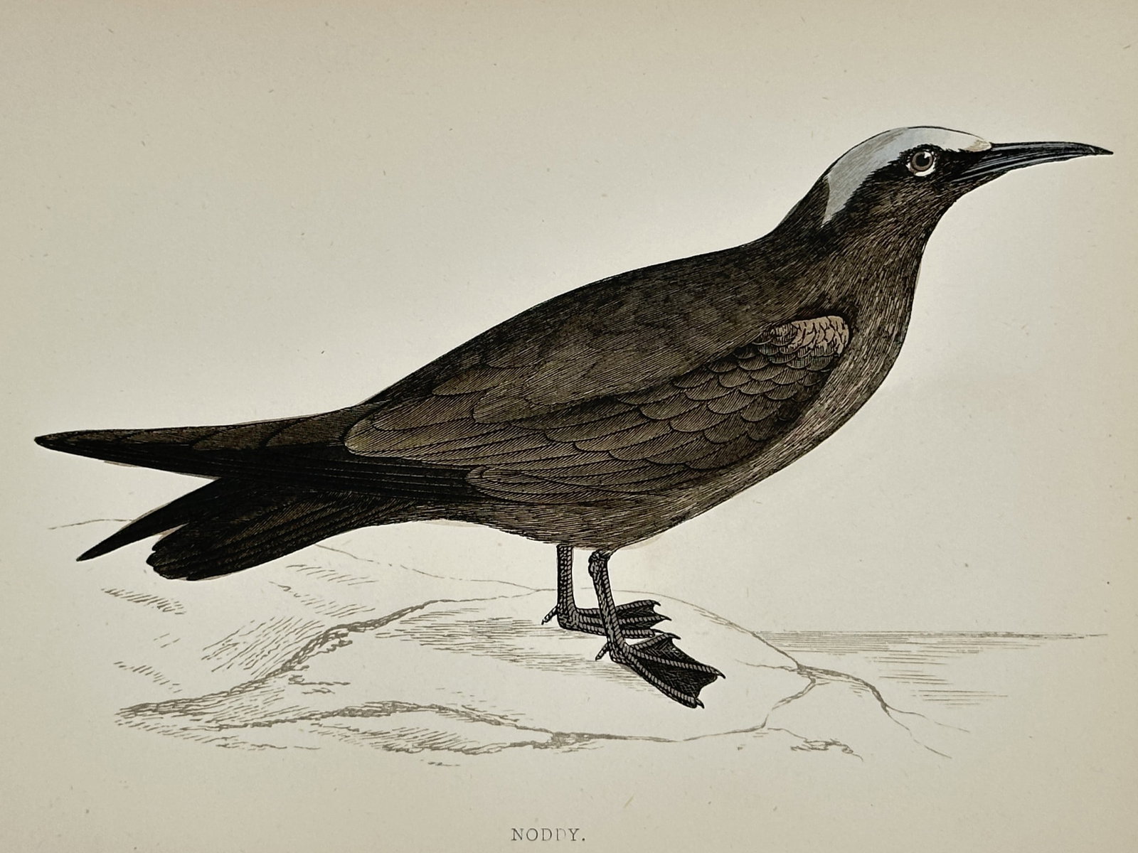 Francis Orpen Morris (1810–1893) – Noddy – Hand-coloured engraving (1851): "Noddy" depicts a dark brown tropical seabird perched upon a light-coloured rock or coastal outcrop near a calm shoreline. The bird is rendered with its characteristic pale grey or white forehead, whi