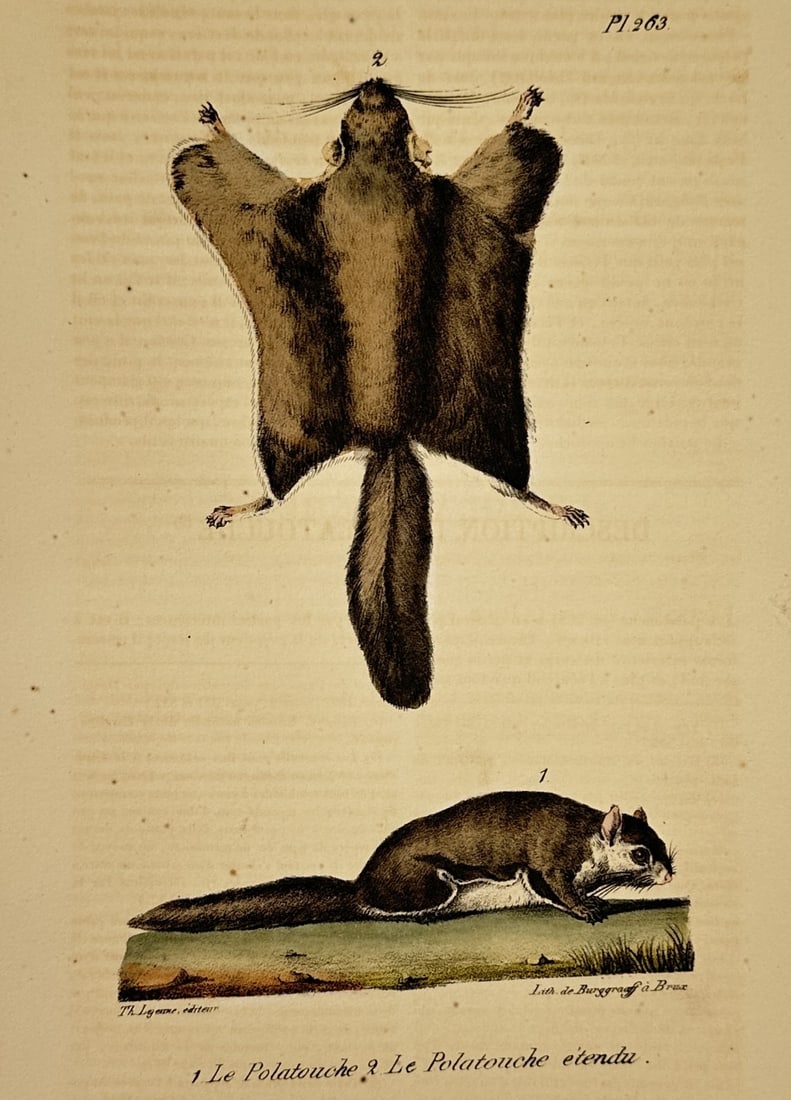 George-Louis Leclerc, Comte de Buffon – Flying Squirrels – Hand-coloured lithograph (1 of 2)