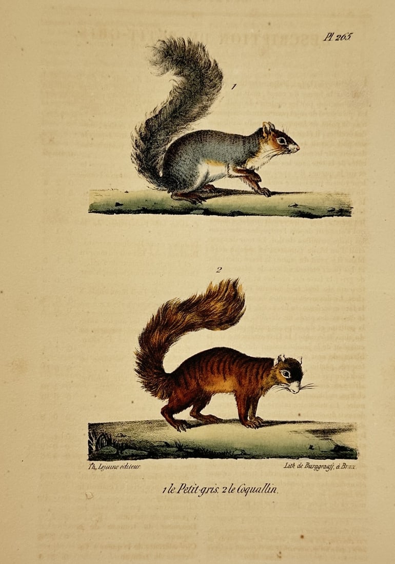 George-Louis Leclerc, Comte de Buffon – Grey Squirrel and Coquallin – Hand-coloured lithograph (1 of 2)