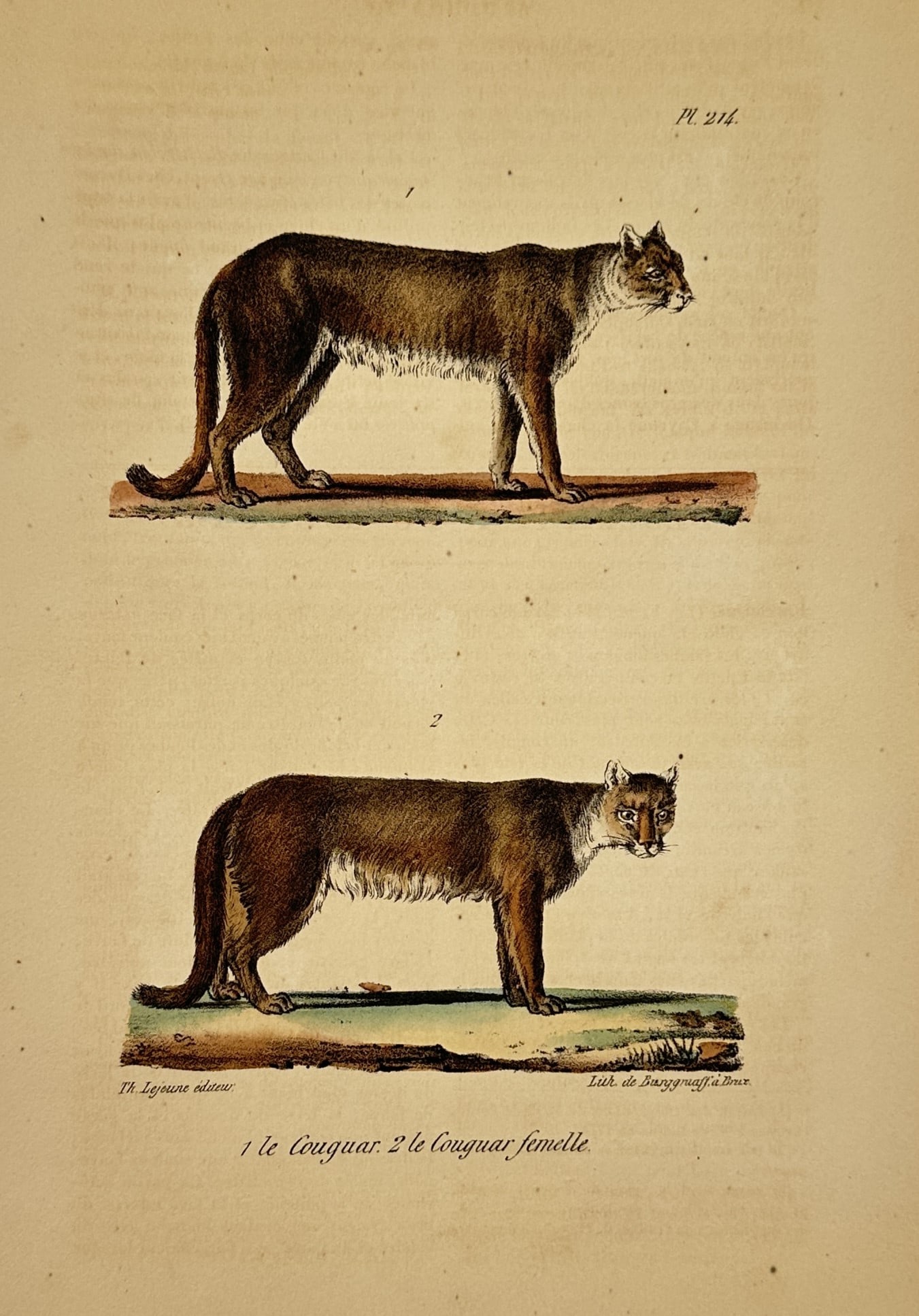 George-Louis Leclerc, Comte de Buffon – Male and Female Cougars – Hand-coloured lithograph (1 of 2)