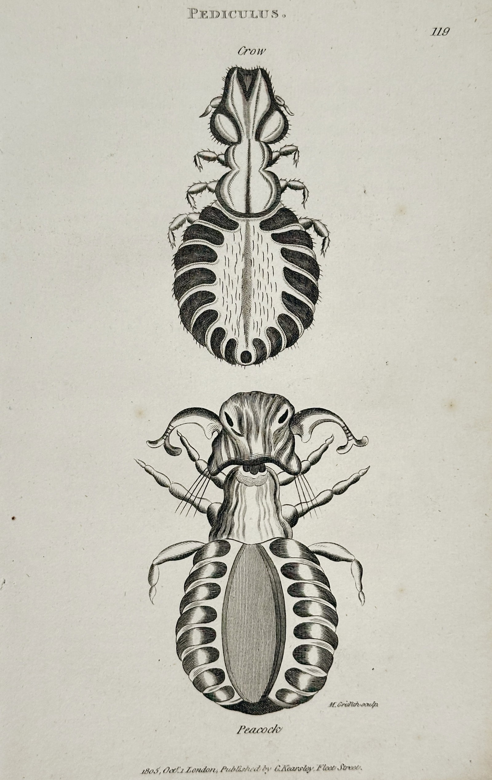 George Shaw (1751–1813) – Pediculus: Crow and Peacock – Engraving (1806) (1 of 2)