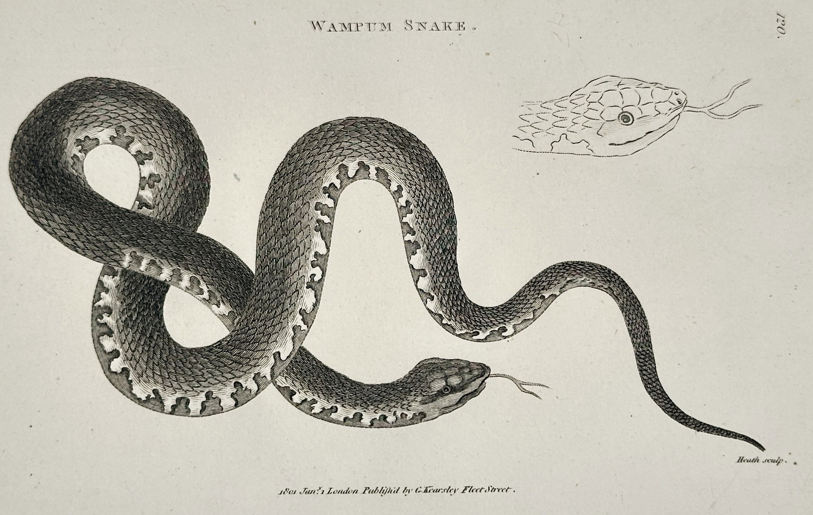 George Shaw (1751–1813) – Wampum Snake – Engraving (1802) (1 of 2)