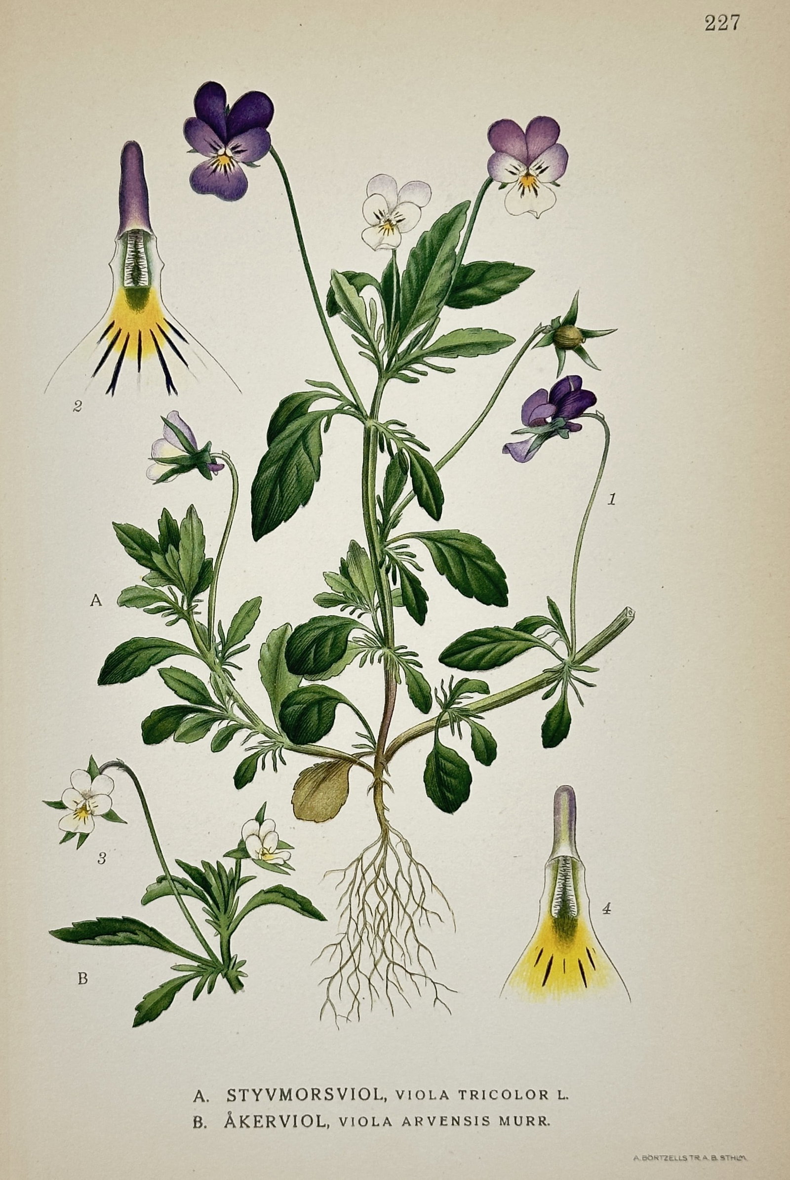 Carl Lindman (1856–1928) – Botanical Study of Pansy and Field Violet – Lithograph (1905): "Styvmorsviol, Viola Tricolor L. / Åkerviol, Viola Arvensis Murr." presents a comparative botanical study of the wild pansy and the field violet. The plate features a central flowering wild pansy wit