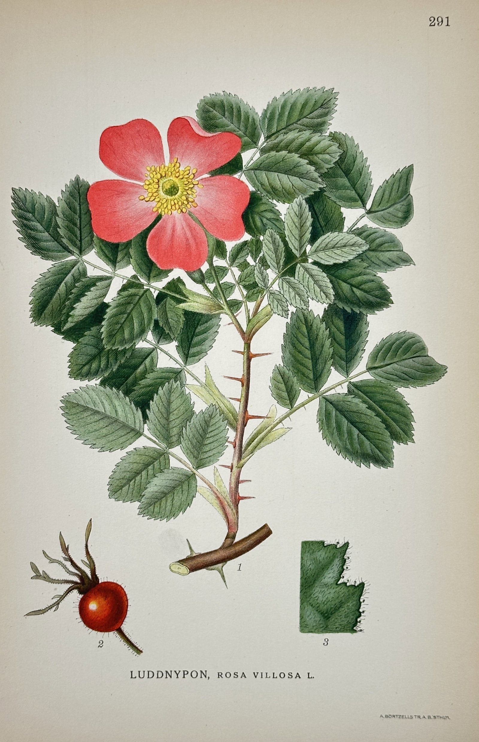 Carl Lindman (1856–1928) – Botanical Study of Apple Rose – Lithograph (1905) (1 of 2)
