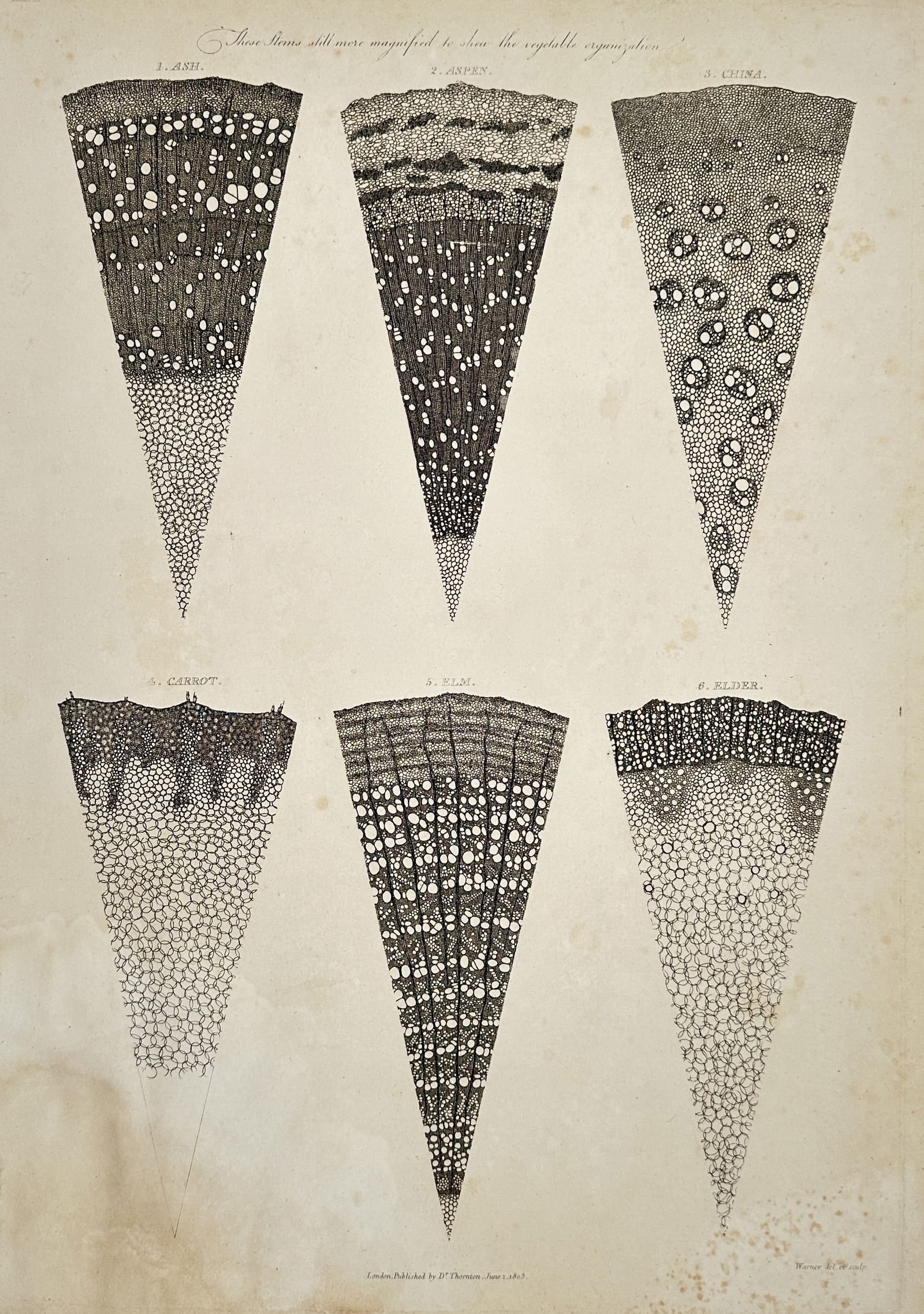 Robert John Thornton (1768–1837) – Microscopic Views of Stems and Roots – England: "These Stems still more magnified to show the vegetable organization" presents six wedge-shaped microscopic cross-sections of various botanical specimens, including ash, aspen, china, carrot, nitre, a