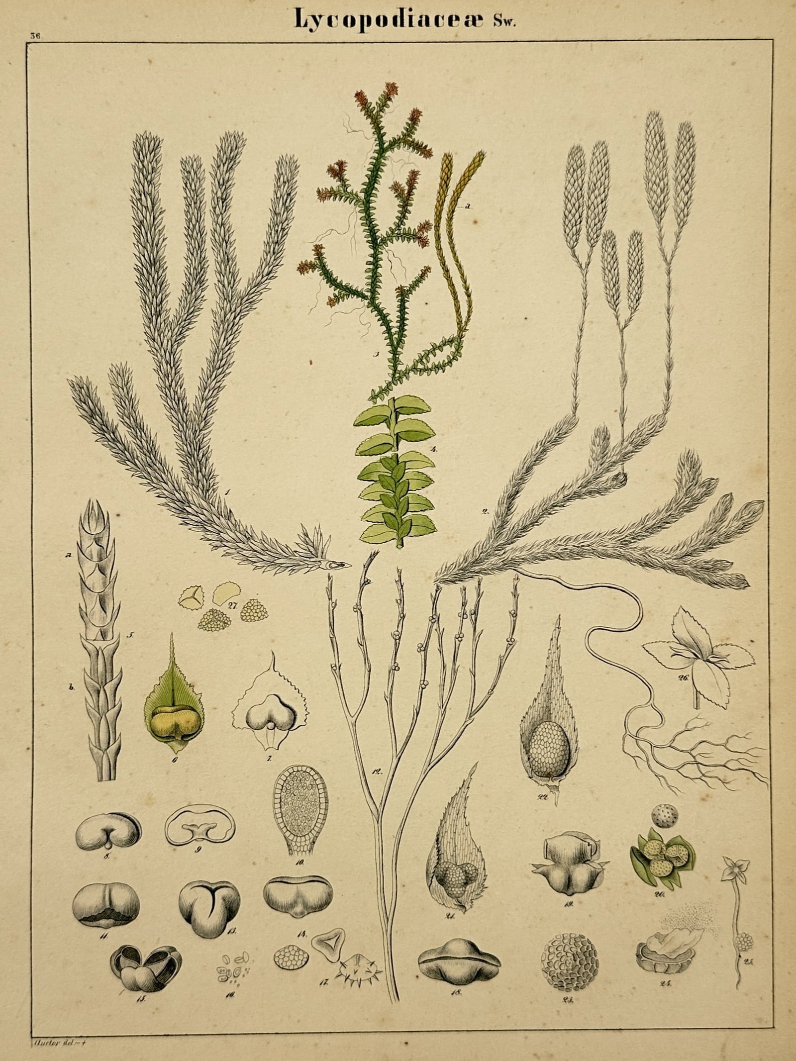 Hermann Adolph Köhler (1834–1879) – Botanical Study of Clubmoss – Lithograph (1887): "Lycopodiaceae Sw." presents a detailed taxonomic study of various clubmoss species, featuring several central specimens with their characteristic scale-like leaves and spore-bearing cones. The plate