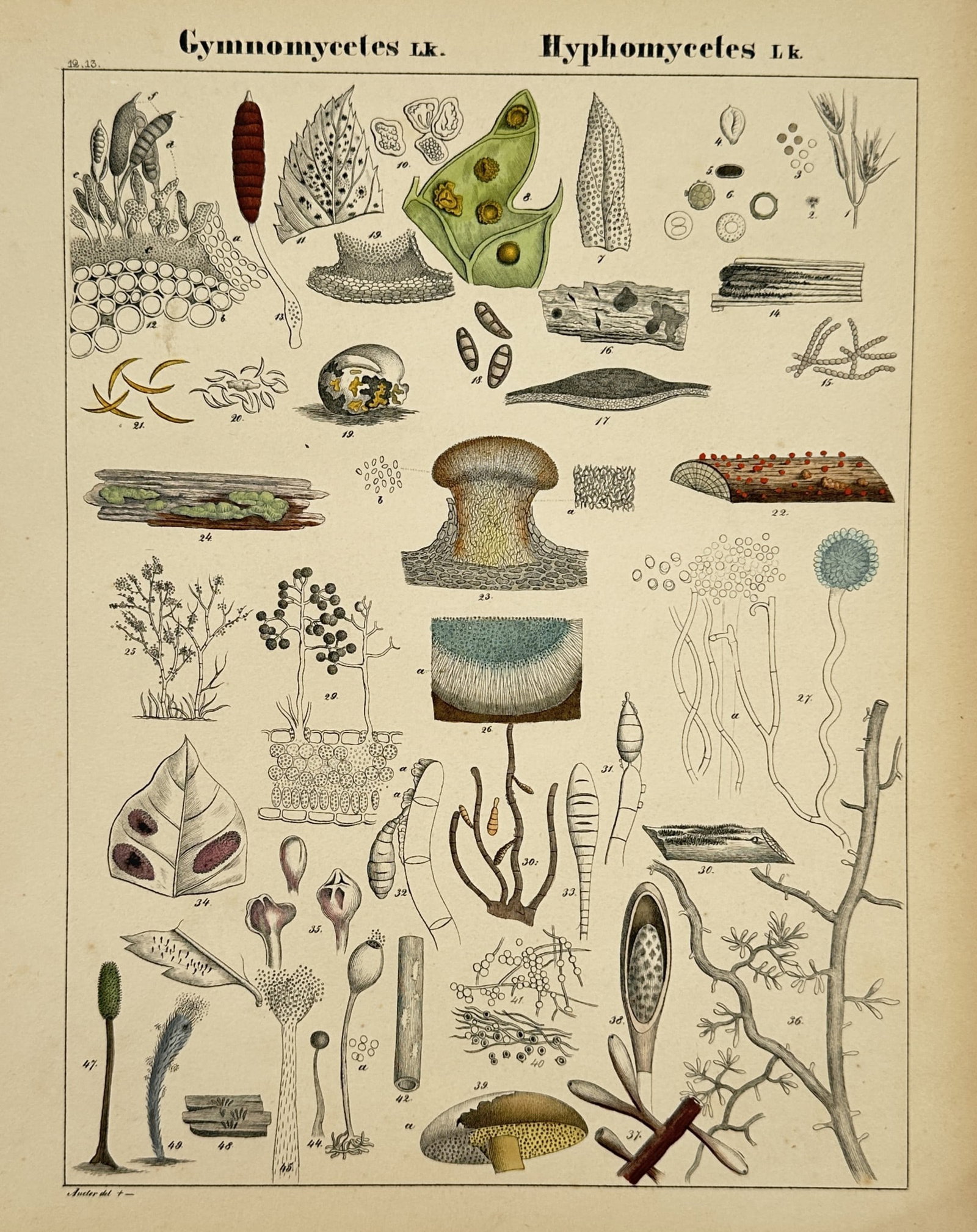 Hermann Adolph Köhler (1834–1879) – Gymnomycetes and Hyphomycetes – Lithograph: "Gymnomycetes Lk. Hyphomycetes Lk." presents a detailed taxonomic study of various fungal species, featuring an extensive array of specimens from the Gymnomycetes and Hyphomycetes groups. The plate in