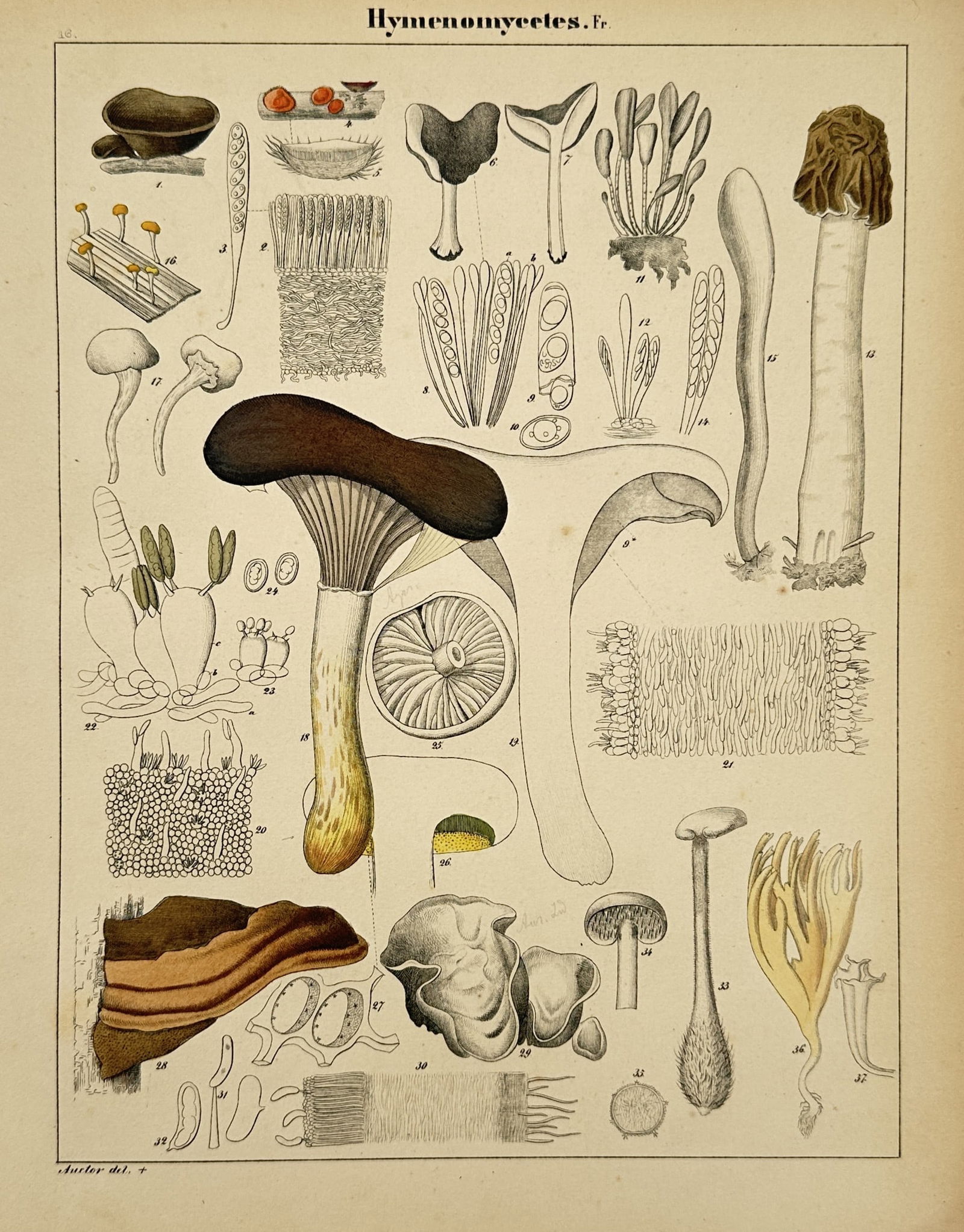 Hermann Adolph Köhler (1834–1879) – Taxonomic Study of Fungi – Lithograph (1887) (1 of 2)
