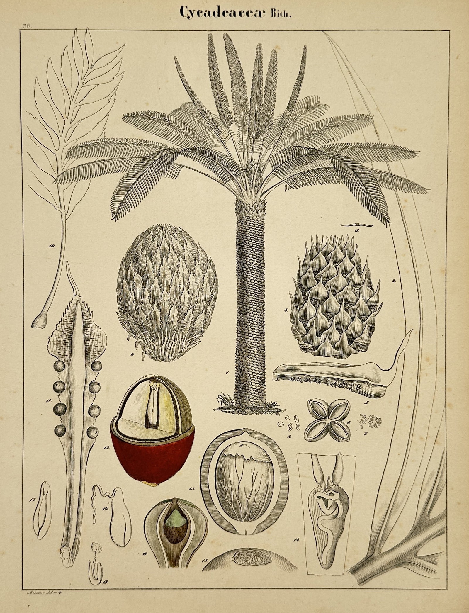 Hermann Adolph Köhler (1834–1879) – Taxonomic Study of Cycads – Lithograph (1887) (1 of 2)