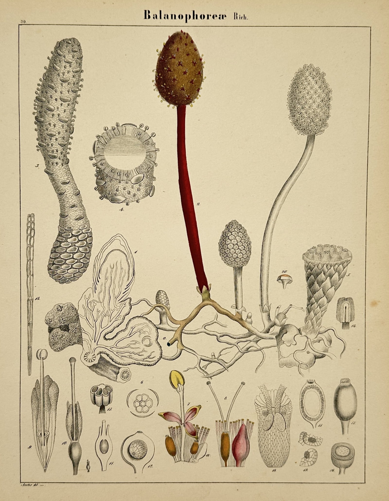 Hermann Adolph Köhler (1834–1879) – Taxonomic Study of Balanophores – Lithograph (1887) (1 of 2)