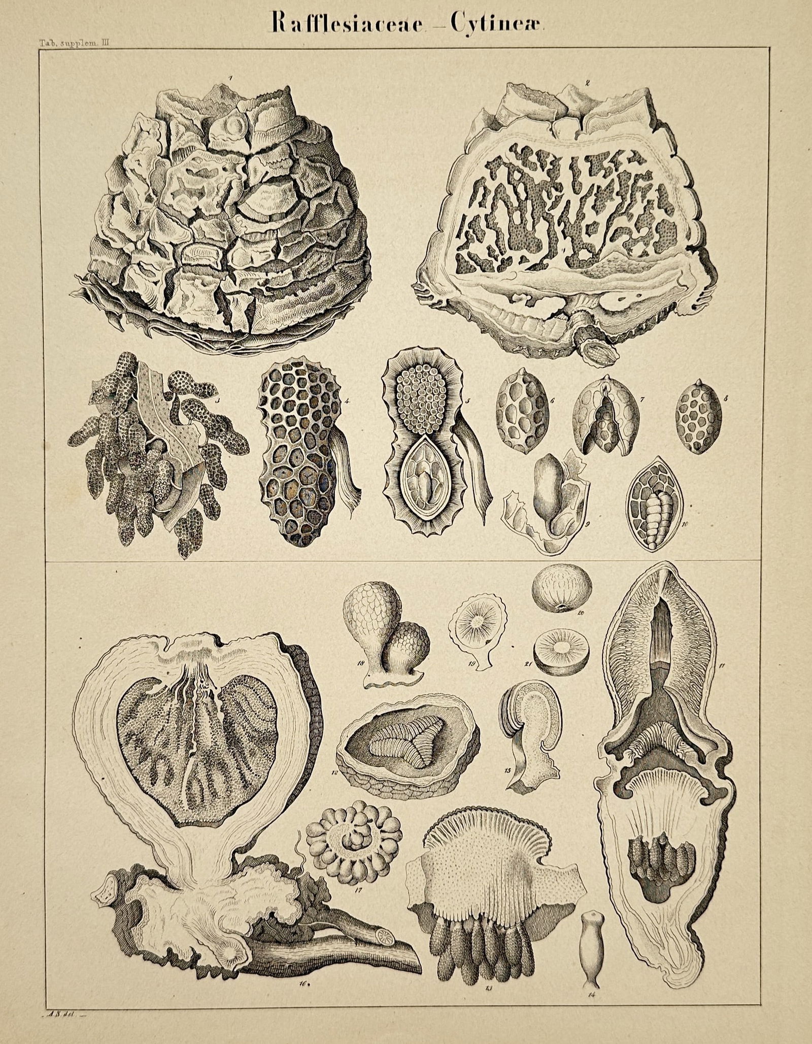 Hermann Adolph Köhler (1834–1879) – Taxonomic Study of Rafflesia – Lithograph (1887) (1 of 2)