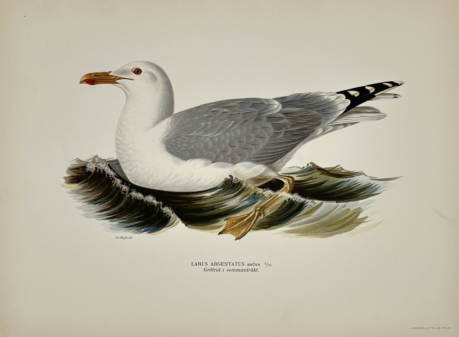 Wilhelm von Wright (1810–1887) – Herring Gull – Lithograph (1920s) (1 of 2)