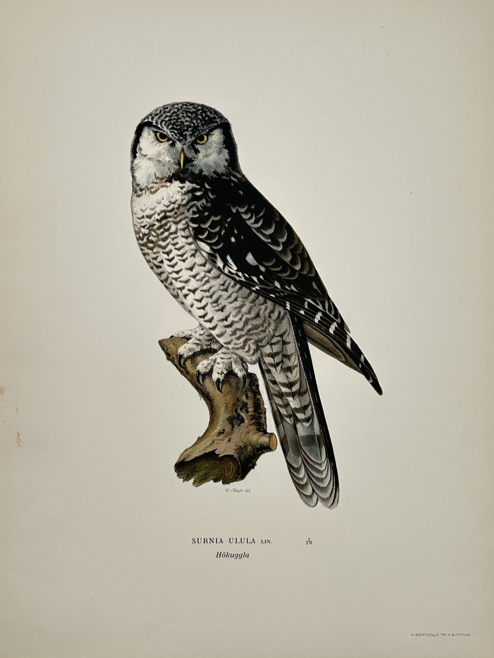 Wilhelm von Wright (1810–1887) – Northern Hawk-Owl – Lithograph (1920s) (1 of 2)