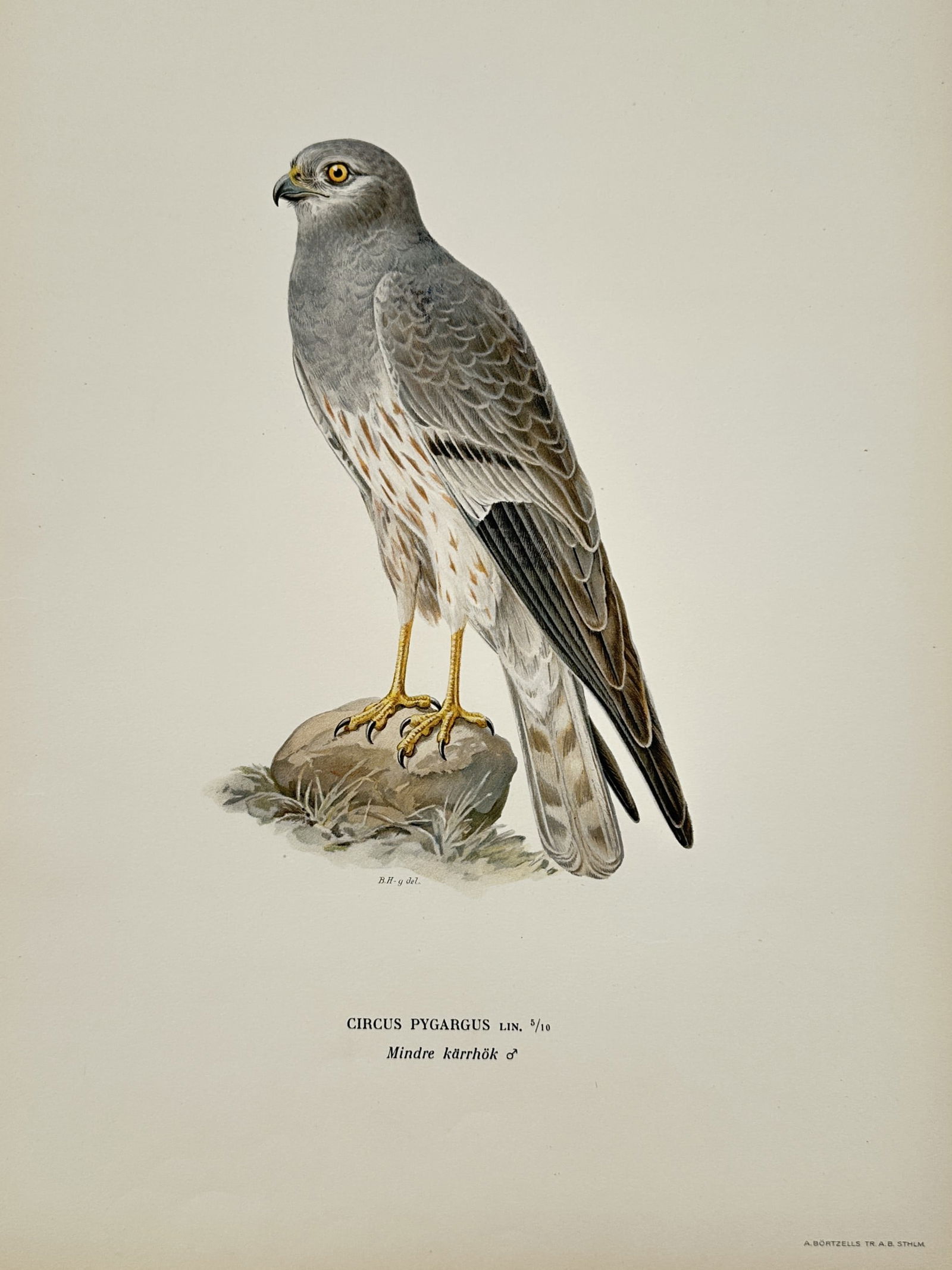 Wilhelm von Wright (1810–1887) – Montagu's Harrier – Lithograph (1920s) (1 of 2)