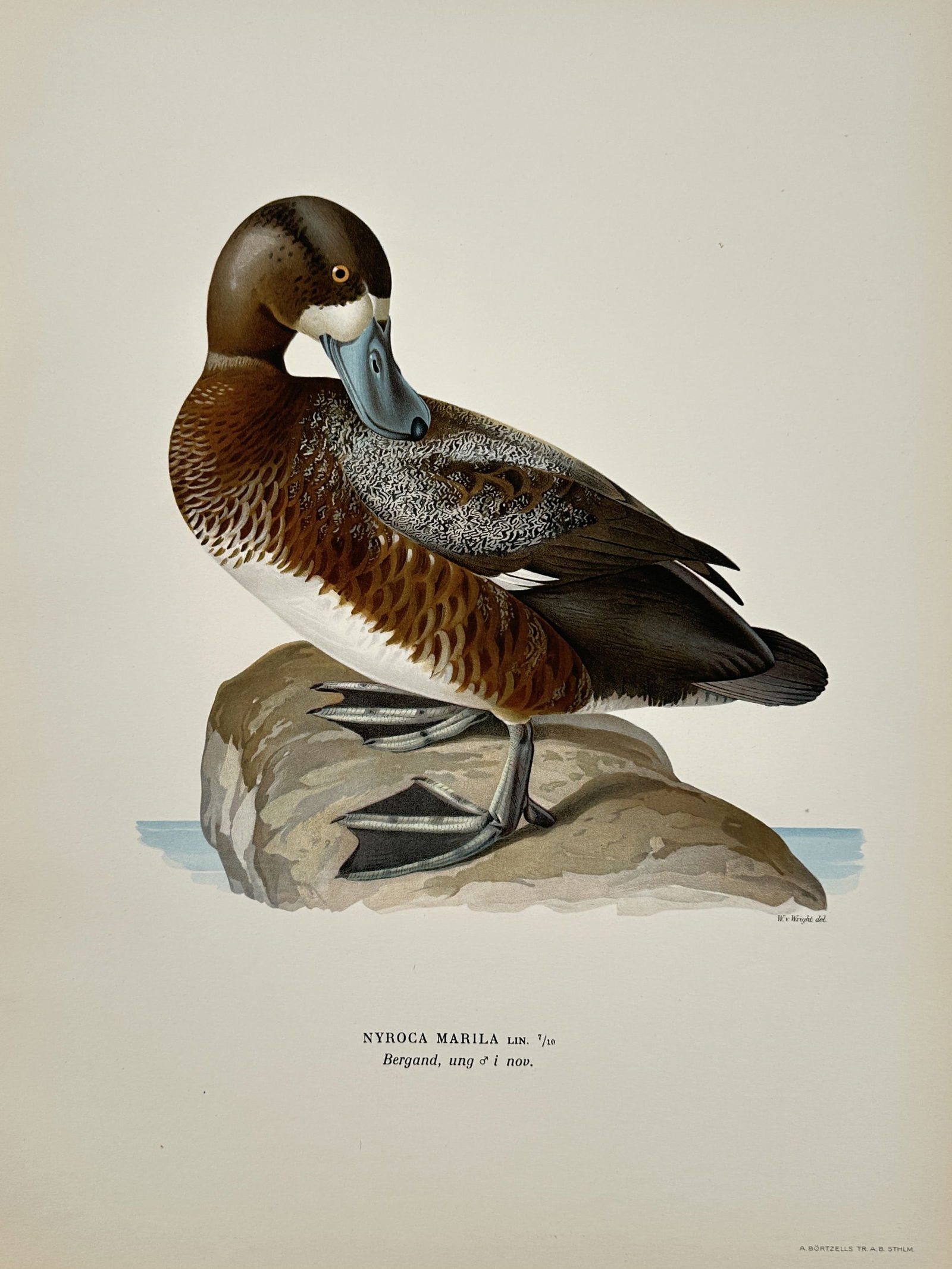 Wilhelm von Wright (1810–1887) – Greater Scaup – Lithograph (1920s) (1 of 2)