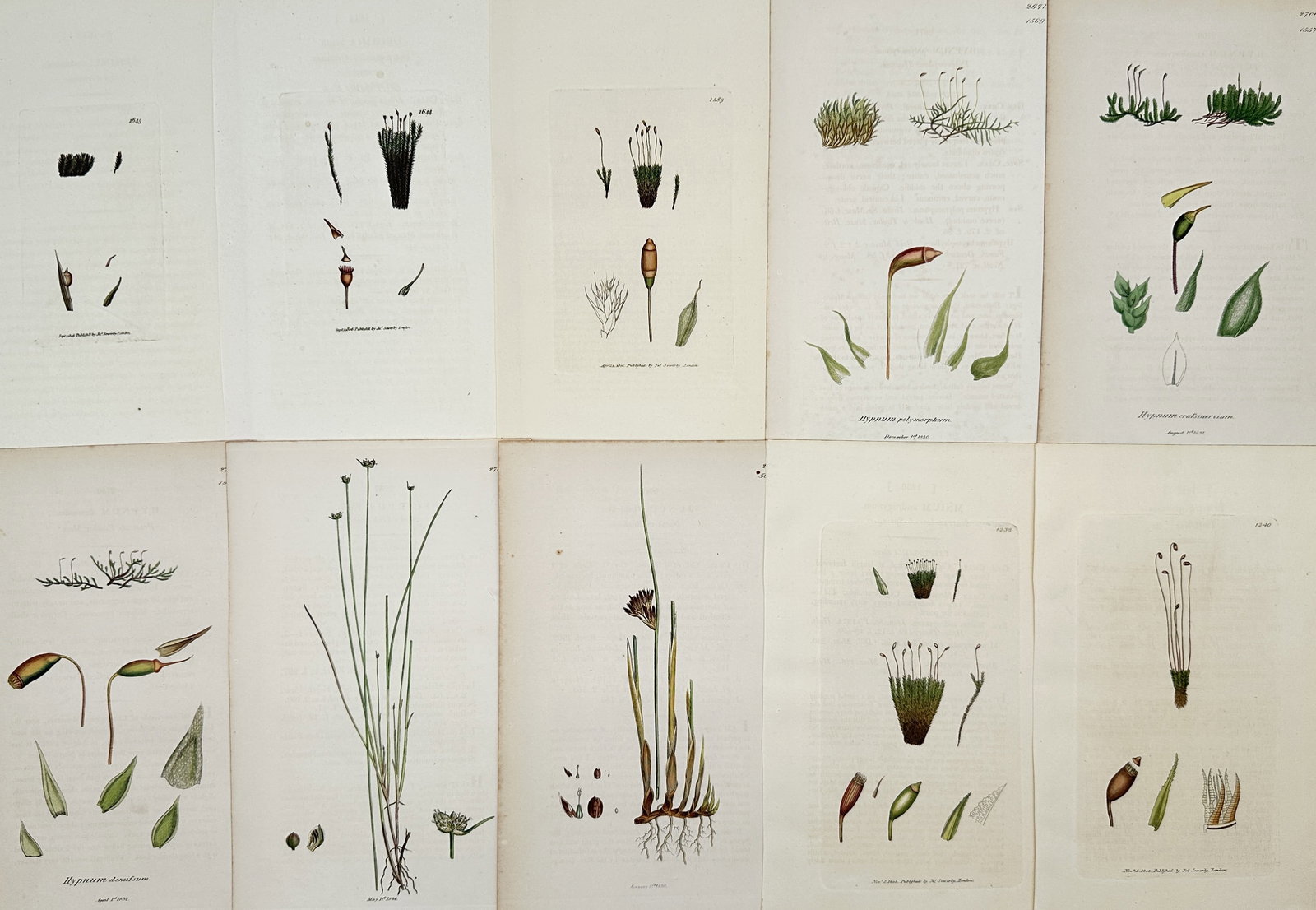 James Sowerby (1757–1822) – Set of 10: Studies of British Mosses and Grasses – Hand-coloured (1 of 2)