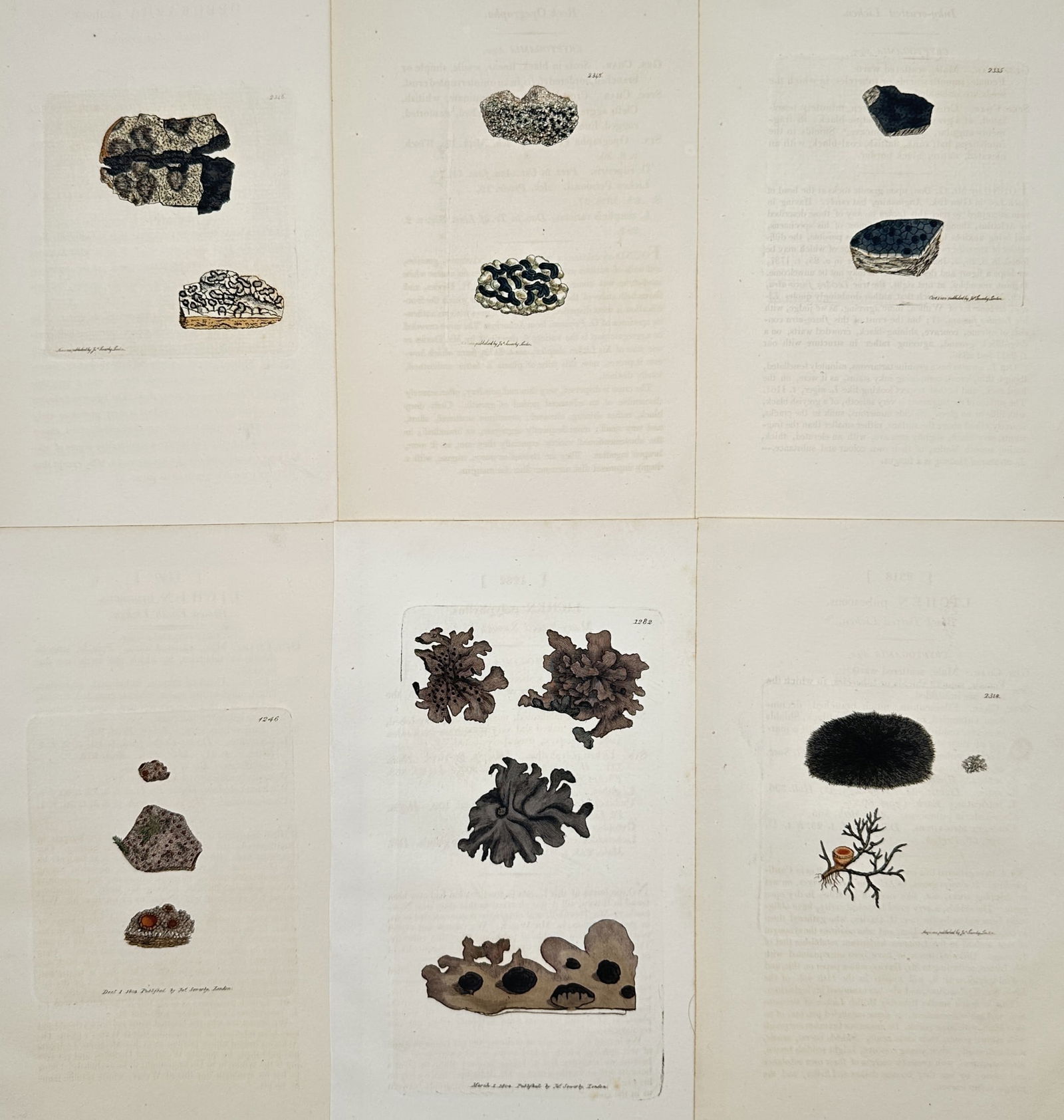 James Sowerby (1757–1822) – Set of 6: Studies of Lichens and Marine Algae (1 of 2)