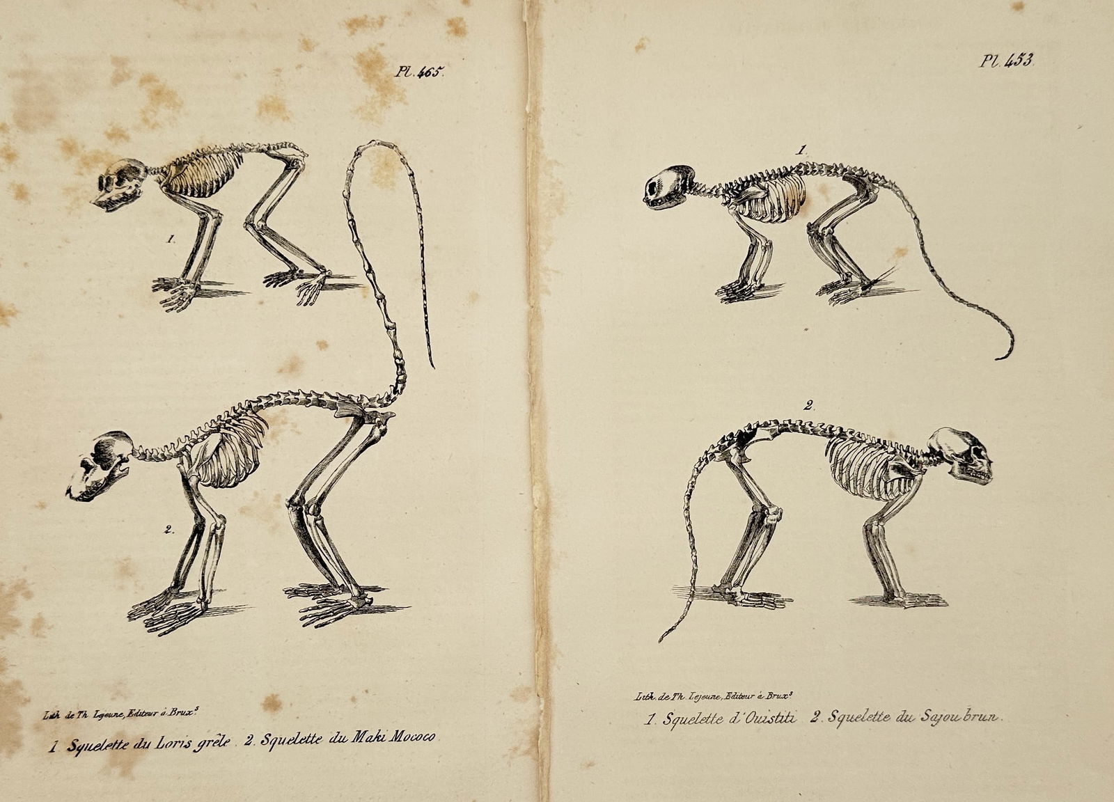 Georges-Louis Leclerc, Comte de Buffon (1707–1788) – Set of 2: Skeletal Studies of Primates (1 of 2)