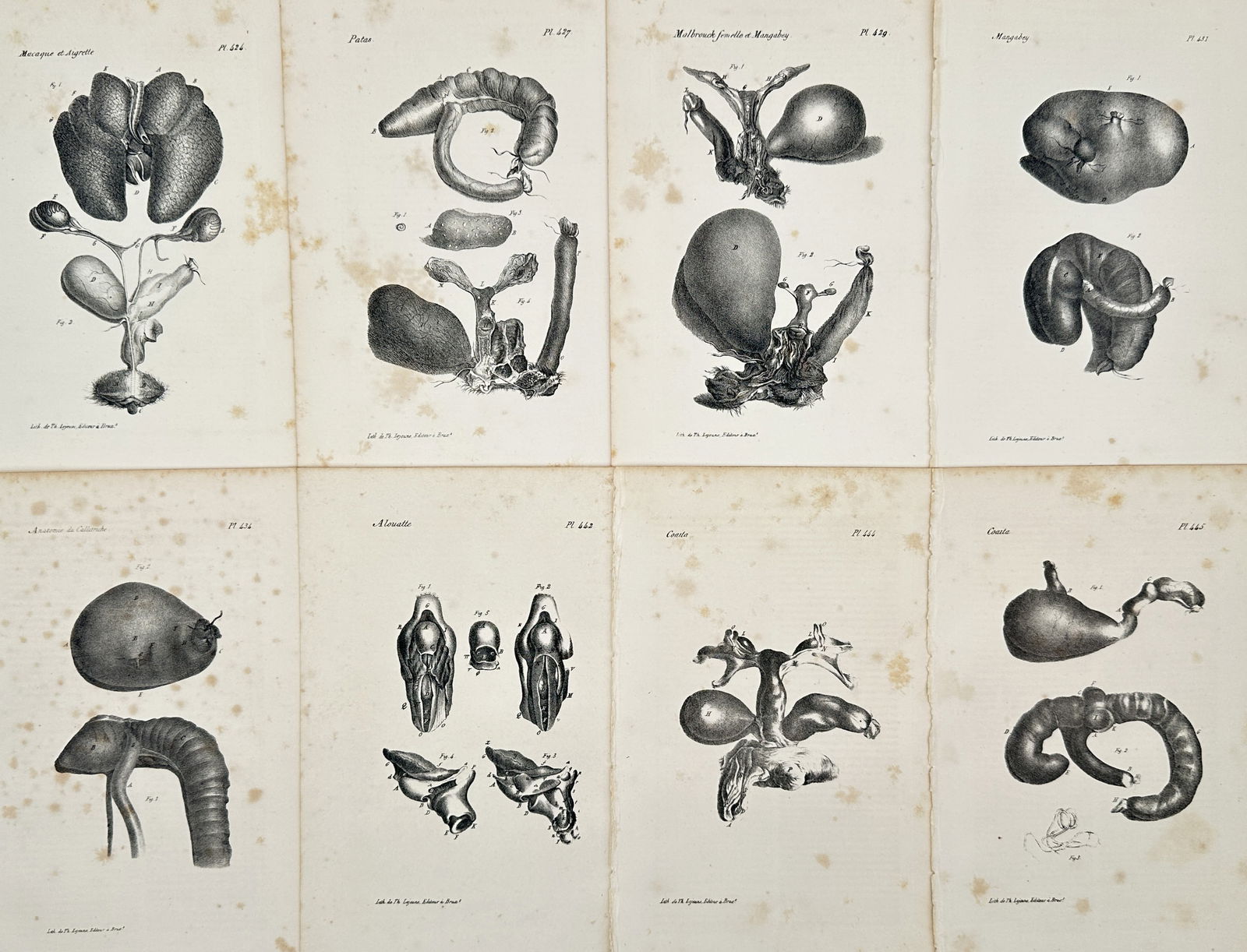 Georges-Louis Leclerc, Comte de Buffon (1707–1788) – Set of 8: Anatomical Studies of Primate (1 of 2)
