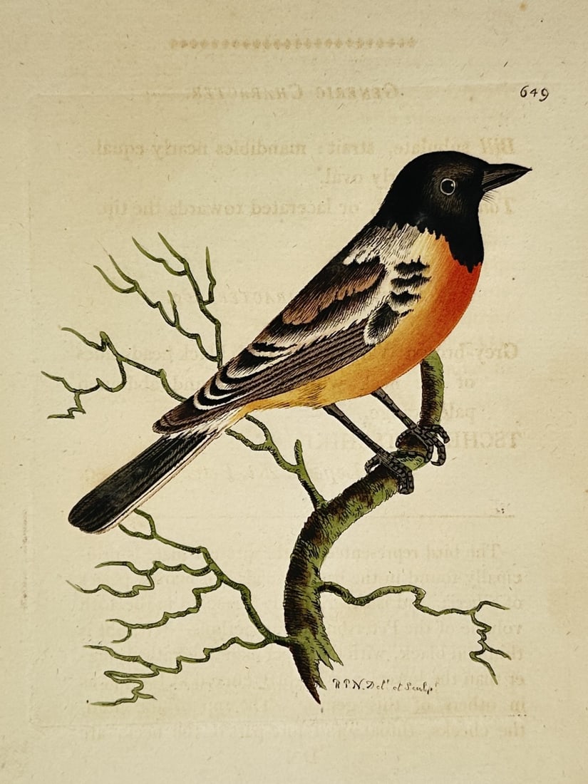 Richard Polydore Nodder (1774–1823) – Russian Warbler – Hand-coloured engraving (1811) (1 of 2)