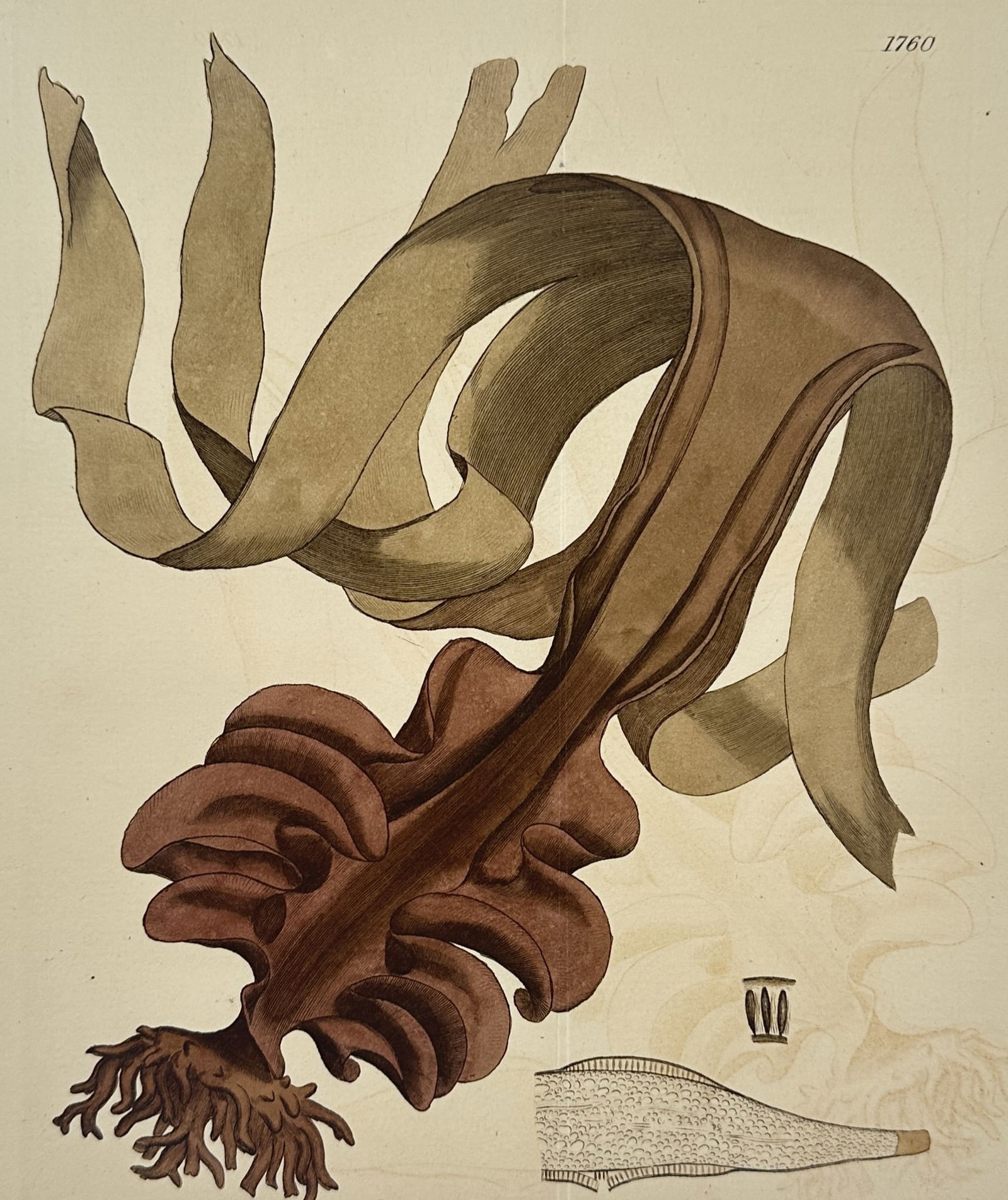 James Sowerby (1757–1822) – Seaweed Study – Hand-coloured engraving (1807): "Fucus esculentus" presents a botanical study of winged kelp, featuring a thick, branching holdfast and a long, smooth stipe that expands into a broad, leathery frond with a distinct midrib and numero