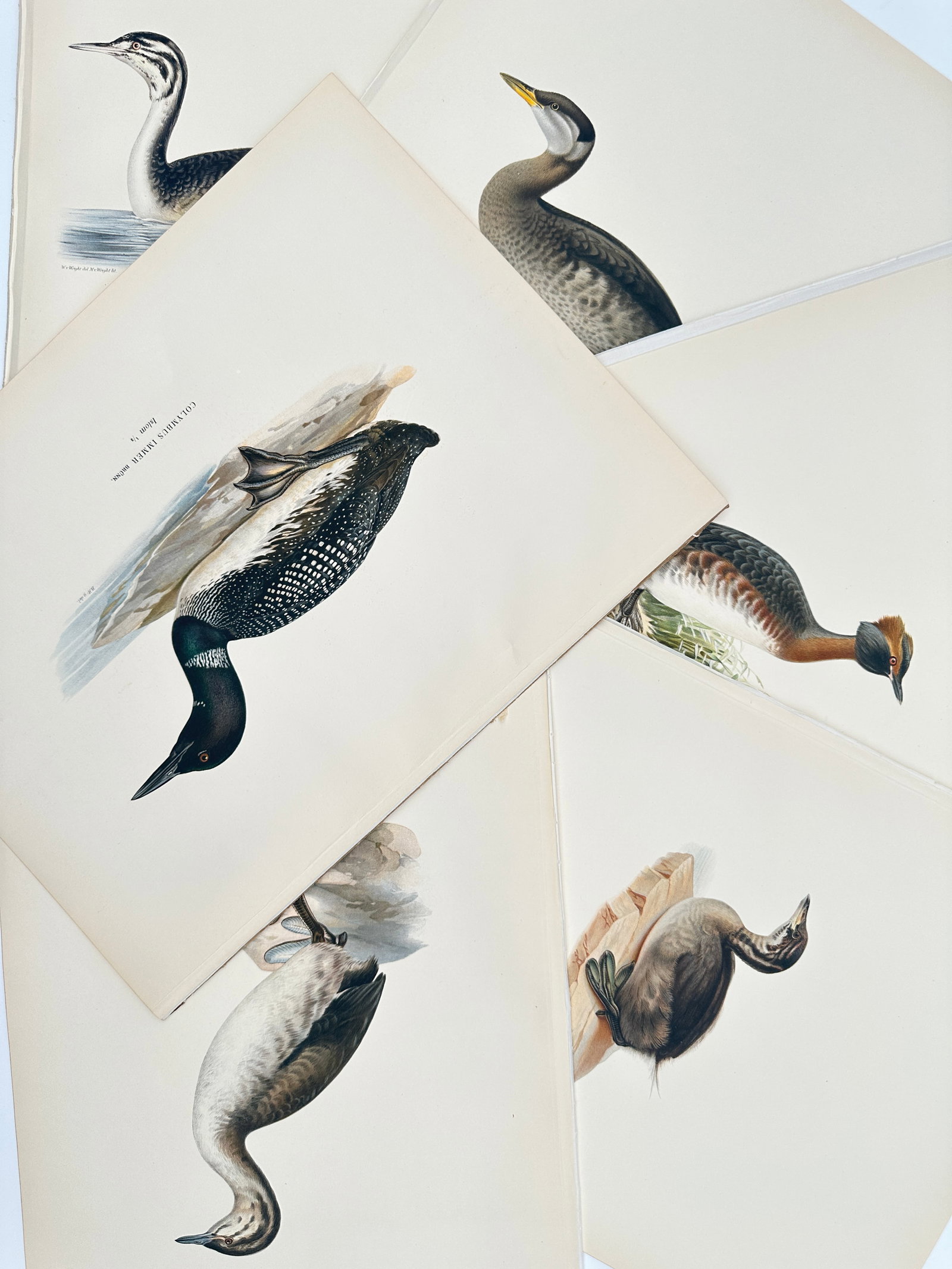 Wilhelm von Wright (1810–1887) – Set of 6: Studies of Nordic Loons and Grebes – Lithograph (1 of 2)