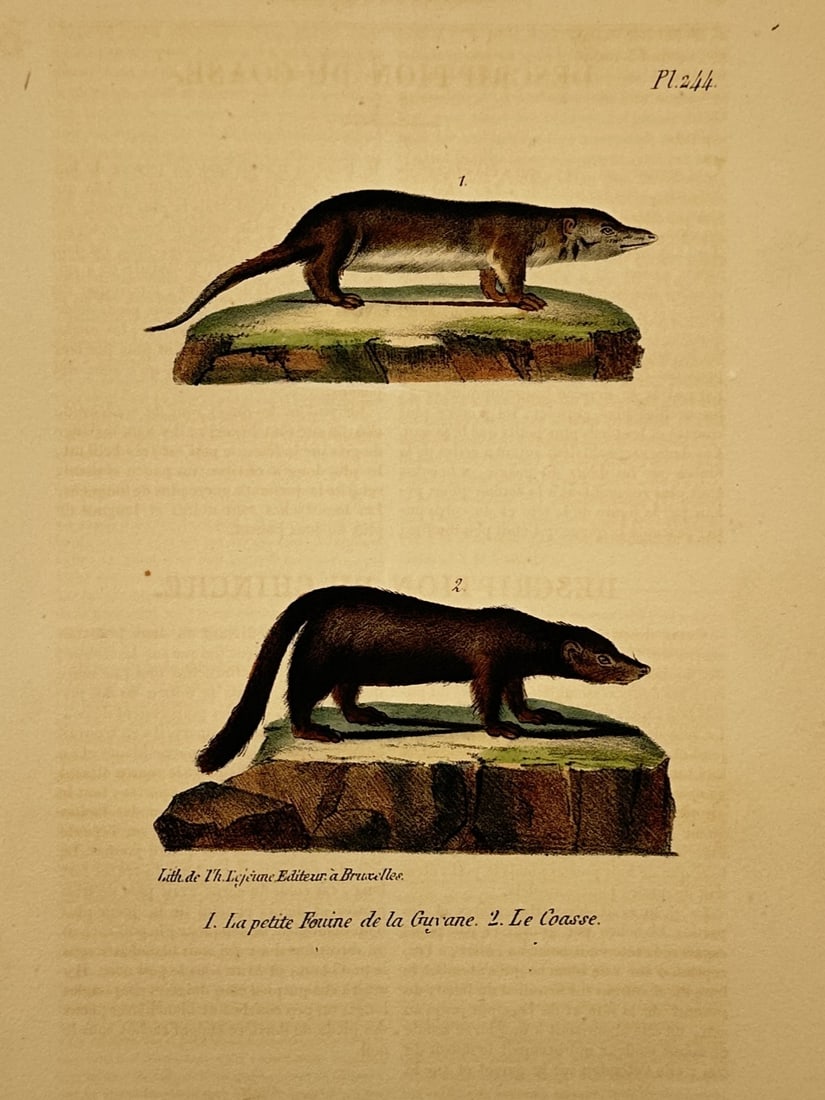 Georges-Louis Leclerc, Comte de Buffon – Little Marten from Guyana and The Cuasse: "La petite Fouine de la Guyane" and "Le Cuasse". This print illustrates two small mammals, a marten from South America and a species of skunk. It originates from an edition of the Histoire Naturelle,