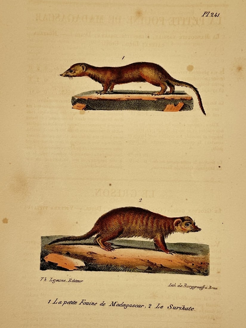 Georges-Louis Leclerc, Comte de Buffon – Little Marten of Madagascar and Meerkat: "La petite Fouine de Madagascar" and "Le Surikate". This print illustrates two animal species, a marten from Madagascar and a meerkat. It is from an edition of the Histoire Naturelle, published by Pie