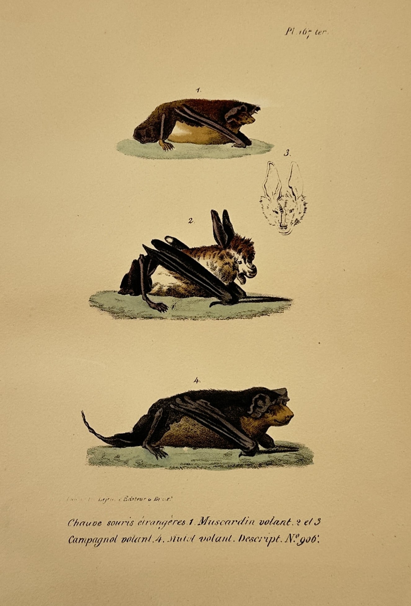 Georges-Louis Leclerc, Comte de Buffon – Foreign Bats – Hand-coloured lithograph (19th Century): "Chauve-souris étrangères". This print illustrates four species of bats, including the flying dormouse and the flying vole, shown in various positions. It is from an edition of the Histoire Naturell
