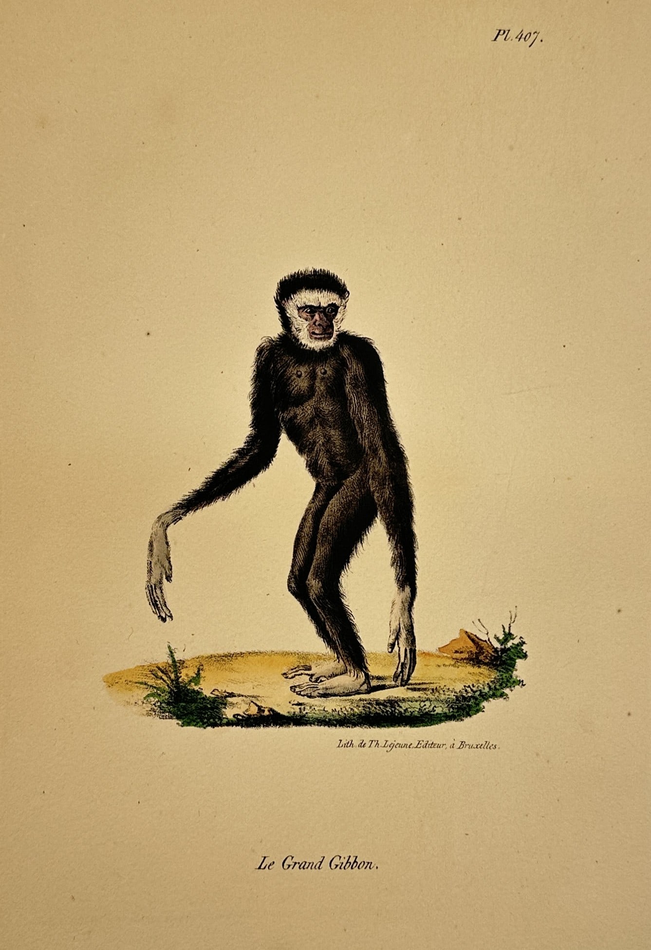Georges-Louis Leclerc, Comte de Buffon – The Great Gibbon – Hand-coloured lithograph (19th (1 of 2)
