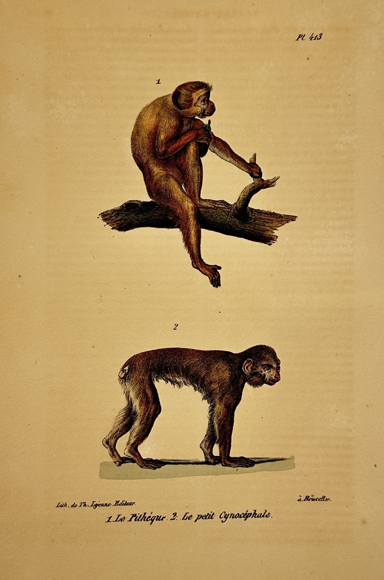 Georges-Louis Leclerc, Comte de Buffon – The Pithecus and the Small Cynocephalus (1 of 2)
