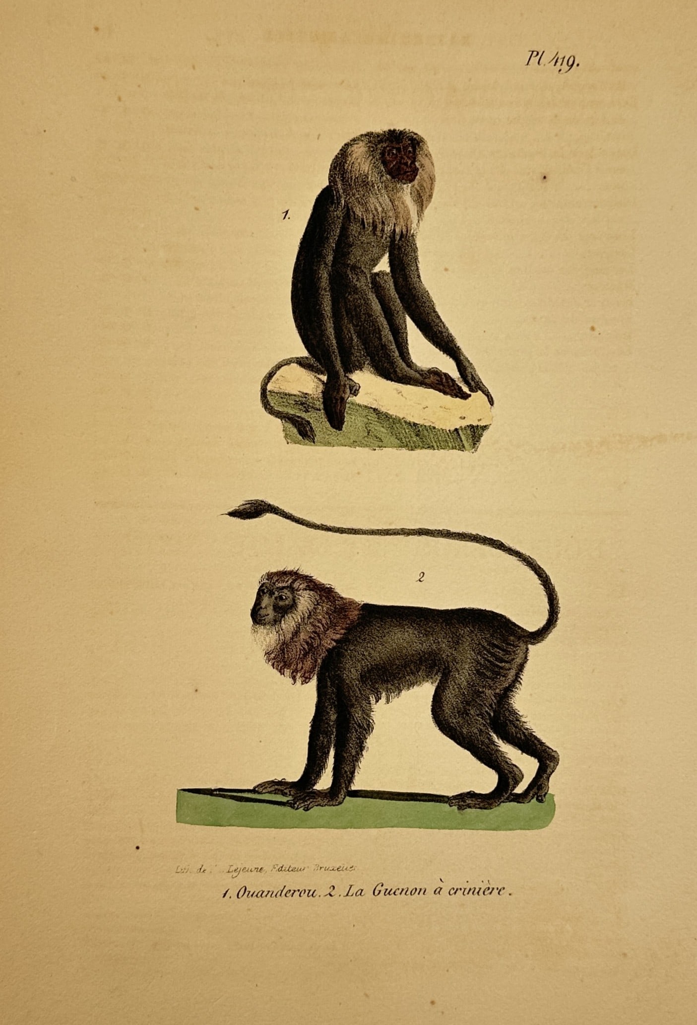 Georges-Louis Leclerc, Comte de Buffon – Wanderoo and Lion-tailed Macaque – Hand-coloured (1 of 2)