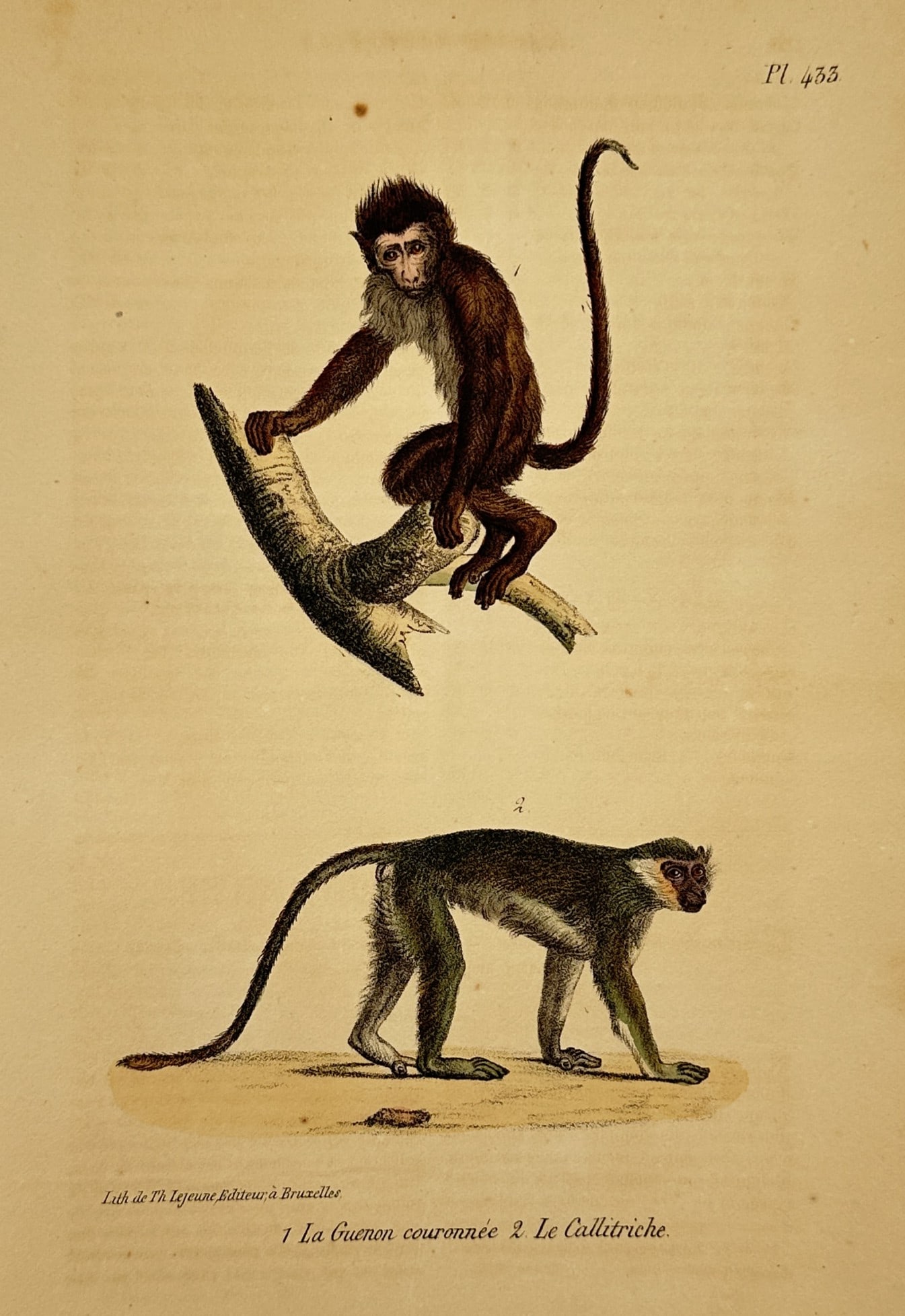 Georges-Louis Leclerc, Comte de Buffon – The Crowned Guenon and the Callitriche (1 of 2)
