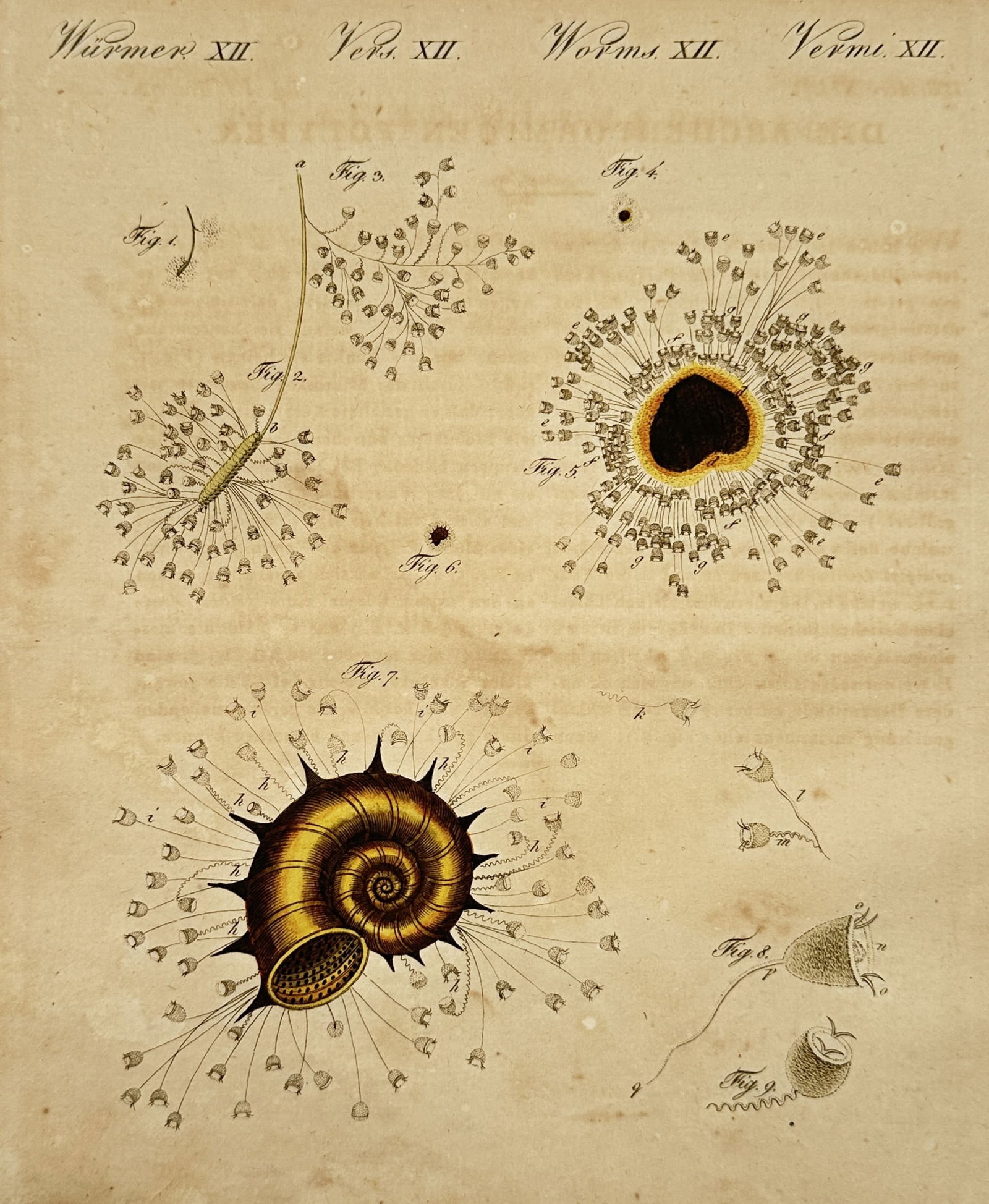 Friedrich Justin Bertuch – Studies of Marine Organisms – Hand-coloured etching (1805): "Würmer XII". This print illustrates various microscopic marine organisms and invertebrates, including detailed depictions of polyps and a spiraled shell-like organism. The work is from the Bilderbuc
