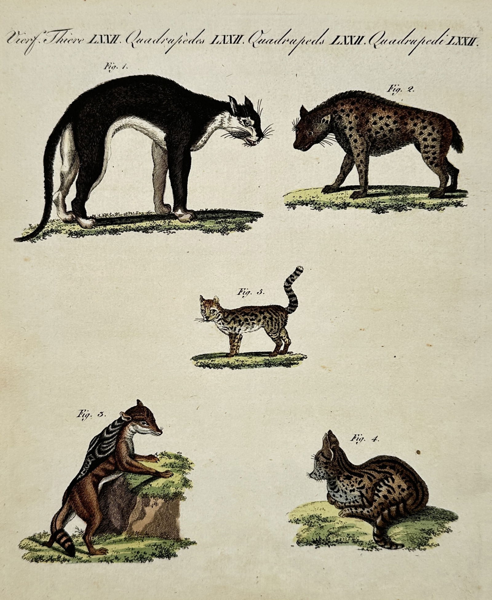Friedrich Justin Bertuch – Studies of Quadruped Mammals – Hand-coloured etching (1805): "Vierf. Thiere LXXII". This print illustrates five species of quadrupeds, including a hyena, various wild cats, and a civet-like mammal, each depicted in a distinct pose on grassy patches. The work is