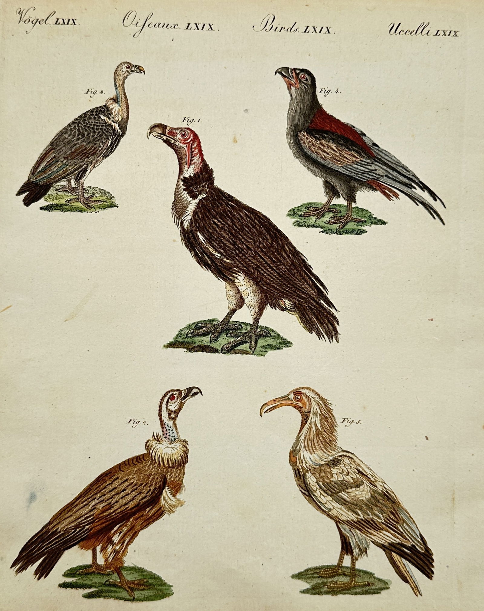 Friedrich Justin Bertuch – Studies of Vultures – Hand-coloured etching (1805): "Vögel LXIX". This print illustrates five species of vultures and birds of prey, including a central red-headed vulture, shown in various standing profiles on small patches of ground. The work is fro