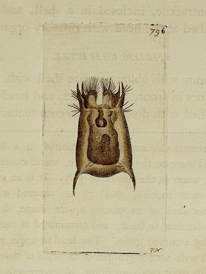 Richard Polydore Nodder (1774–1823) – Studies of a Microscopic Organism – Etching (1806) (1 of 2)