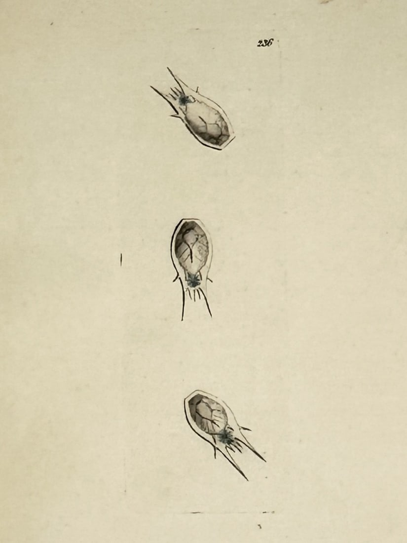 Richard Polydore Nodder (1774–1823) – Studies of Microscopic Mites – Etching (1806): "Acarus". This print illustrates three detailed views of a microscopic mite, shown from different angles to display its anatomical structure. The illustration was created for The Naturalist's Miscella