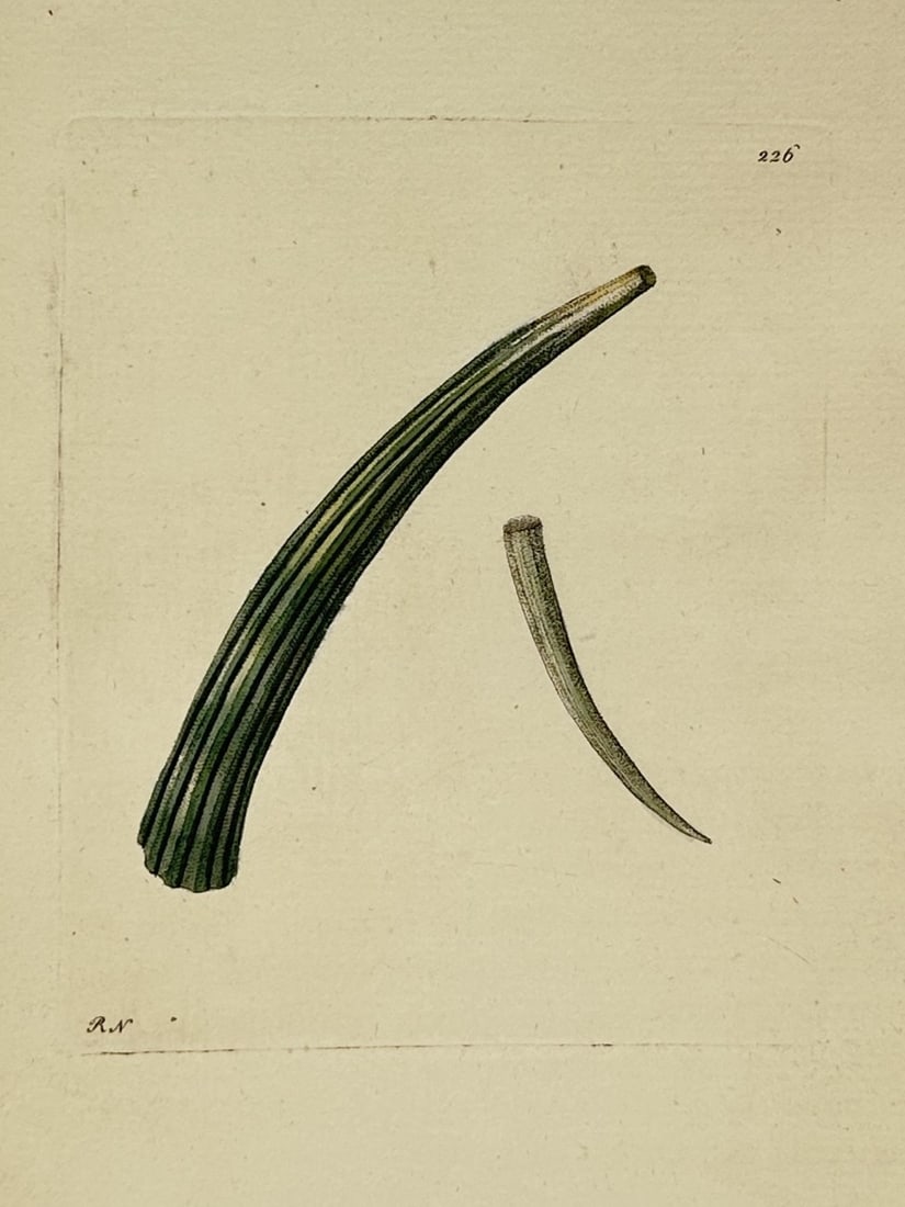 Richard Polydore Nodder (1774–1823) – Studies of a Tusk Shell – Hand-coloured etching (1806): "Dentalium". This print illustrates two views of a tusk shell, or scaphopod, showing the characteristic elongated, slightly curved, and tapered form of the marine mollusk. The illustration was created