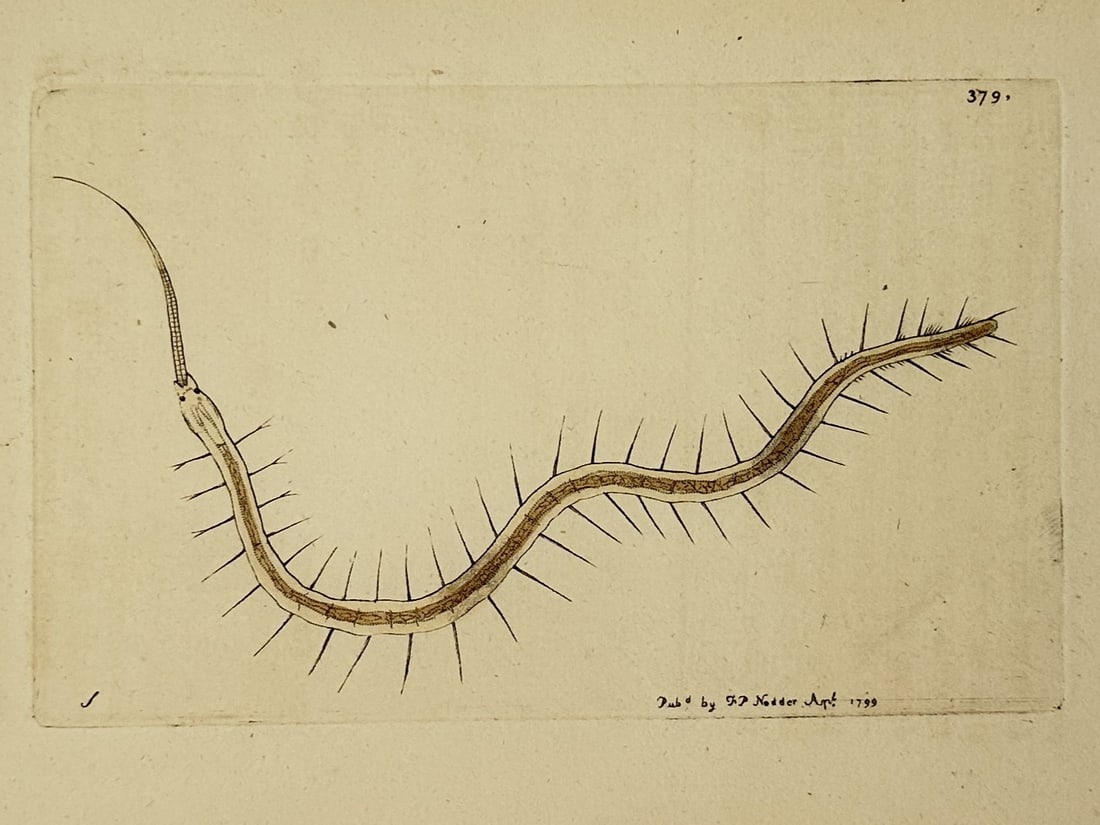 Richard Polydore Nodder (1774–1823) – Study of a Bristle Worm – Etching (1798) (1 of 2)