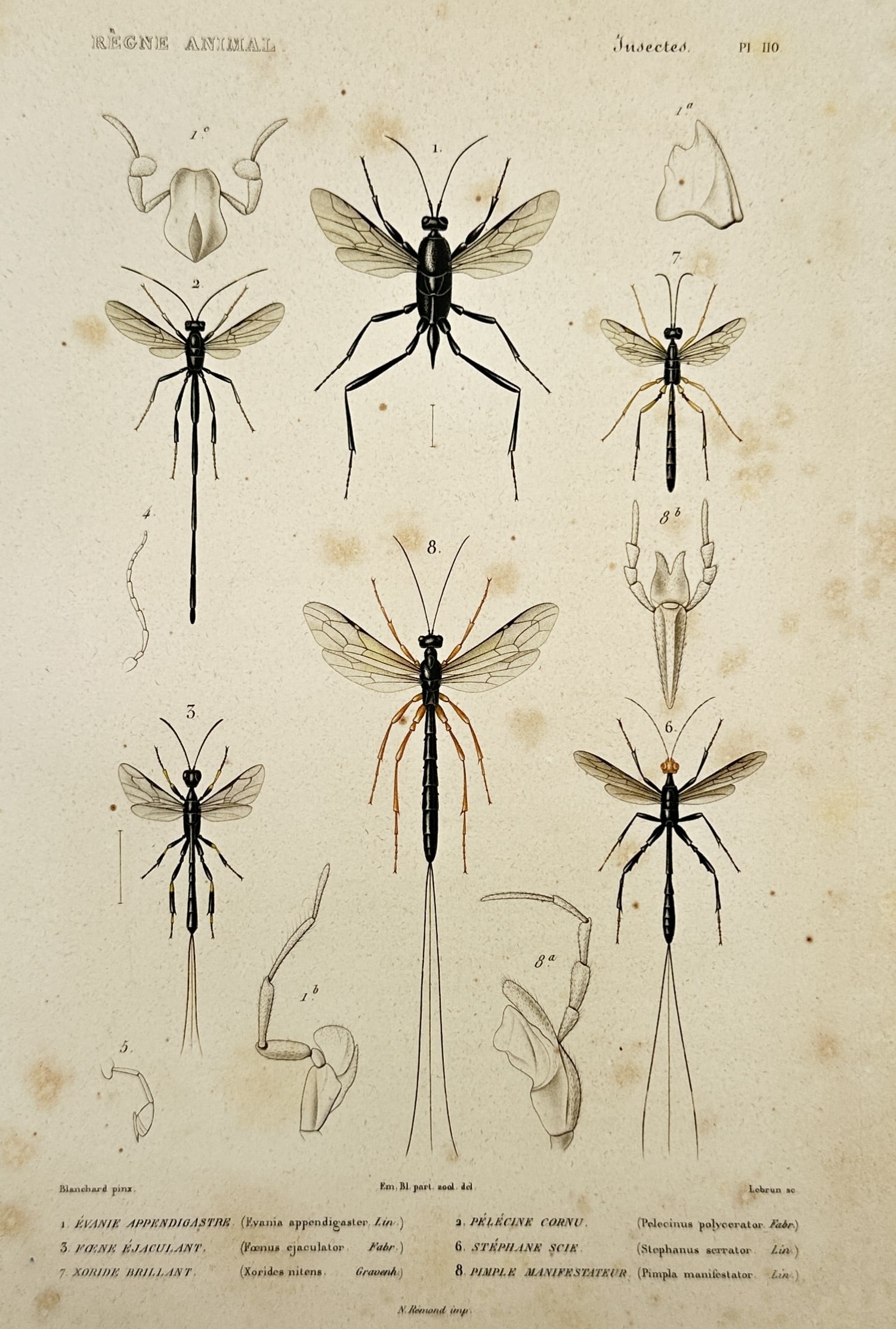 Georges Cuvier (1769–1832) – Studies of Parasitic Wasps and Insects – Hand-coloured engraving: "Règne Animal - Insectes. Pl. 110". This print illustrates eight species of Hymenoptera, including various parasitic wasps such as the Evania and Ichneumon, shown with detailed anatomical studies of